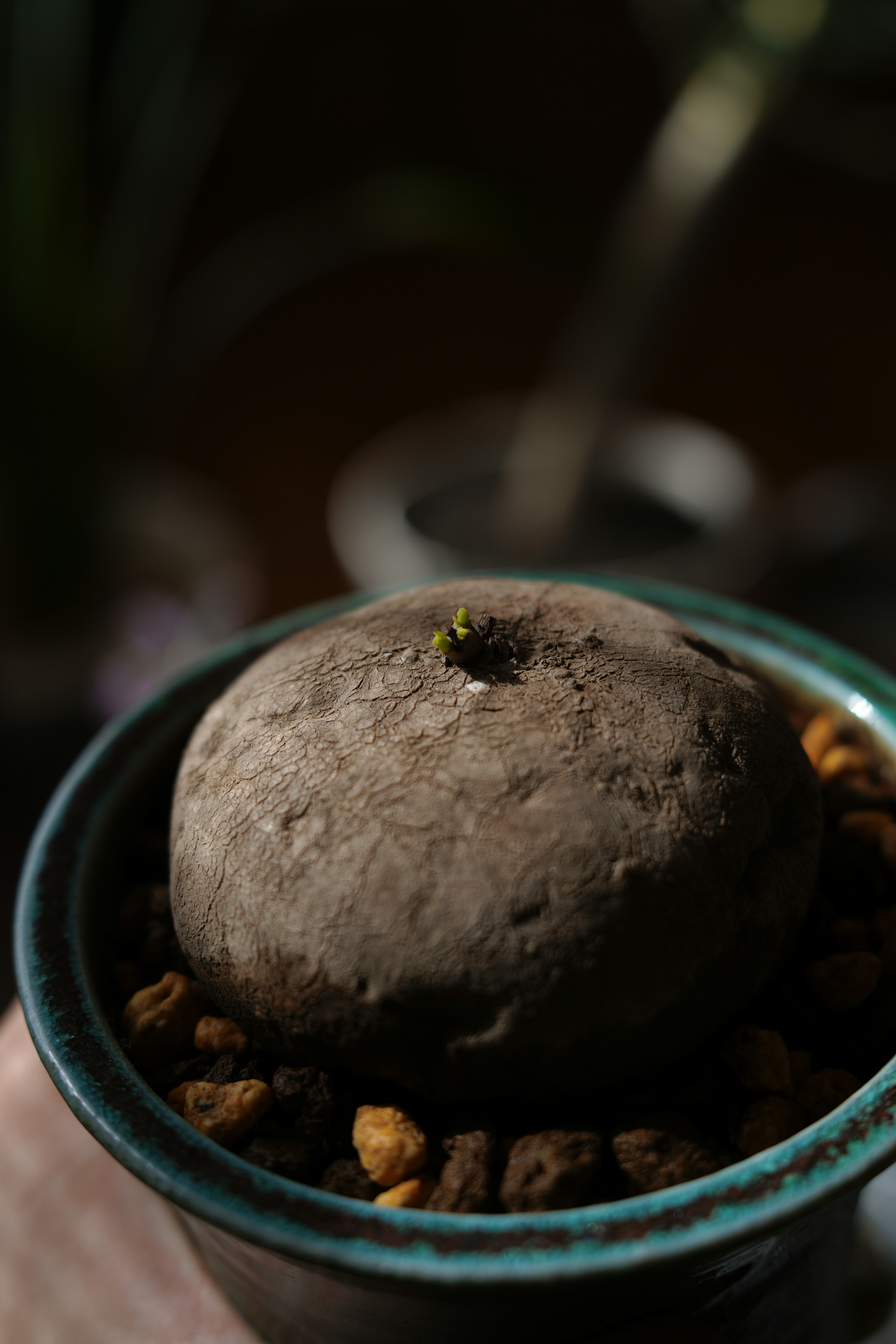 獨特形狀植物根在多肉植物盆中