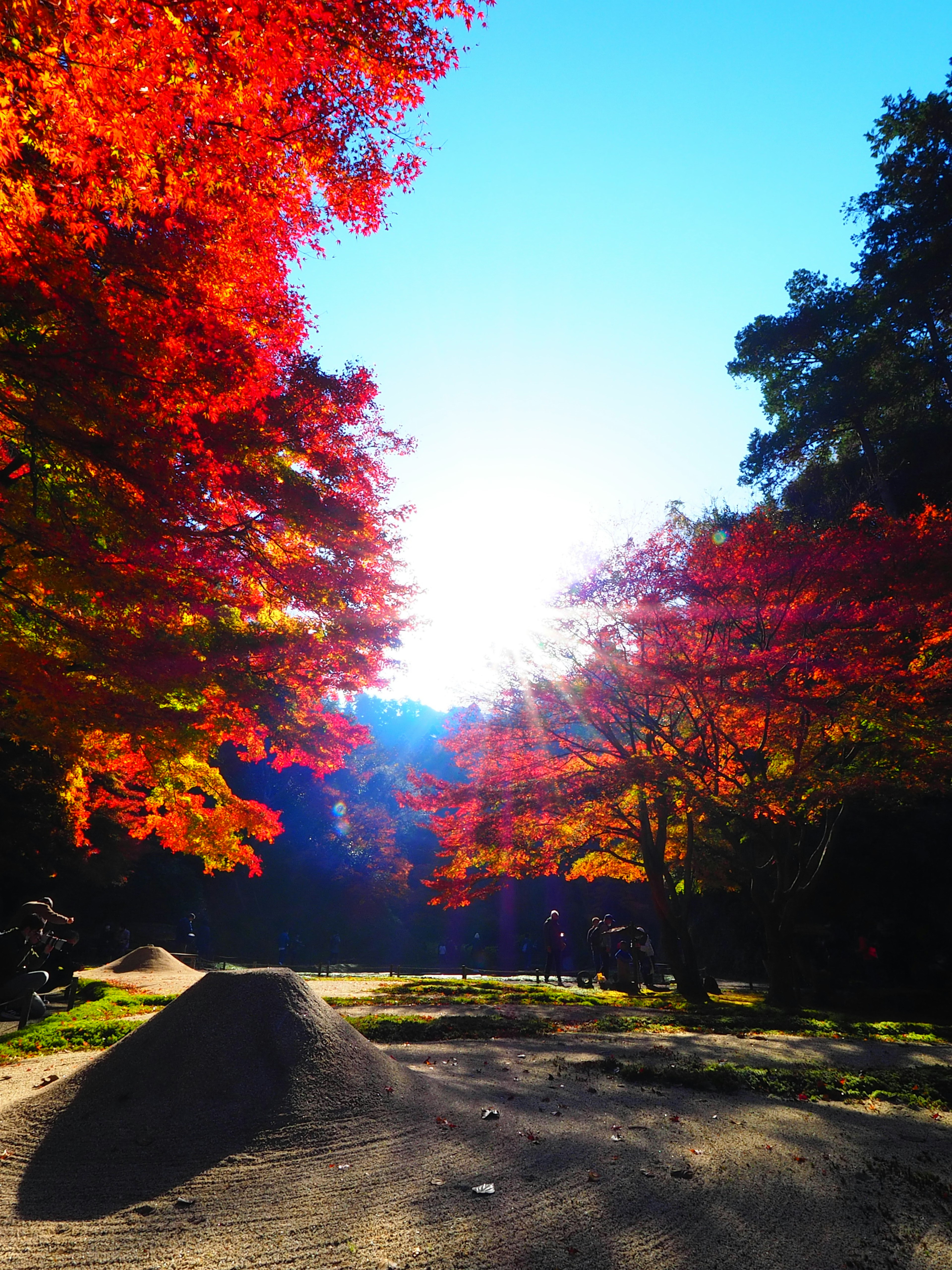 紅葉の木々と青空の下に広がる風景