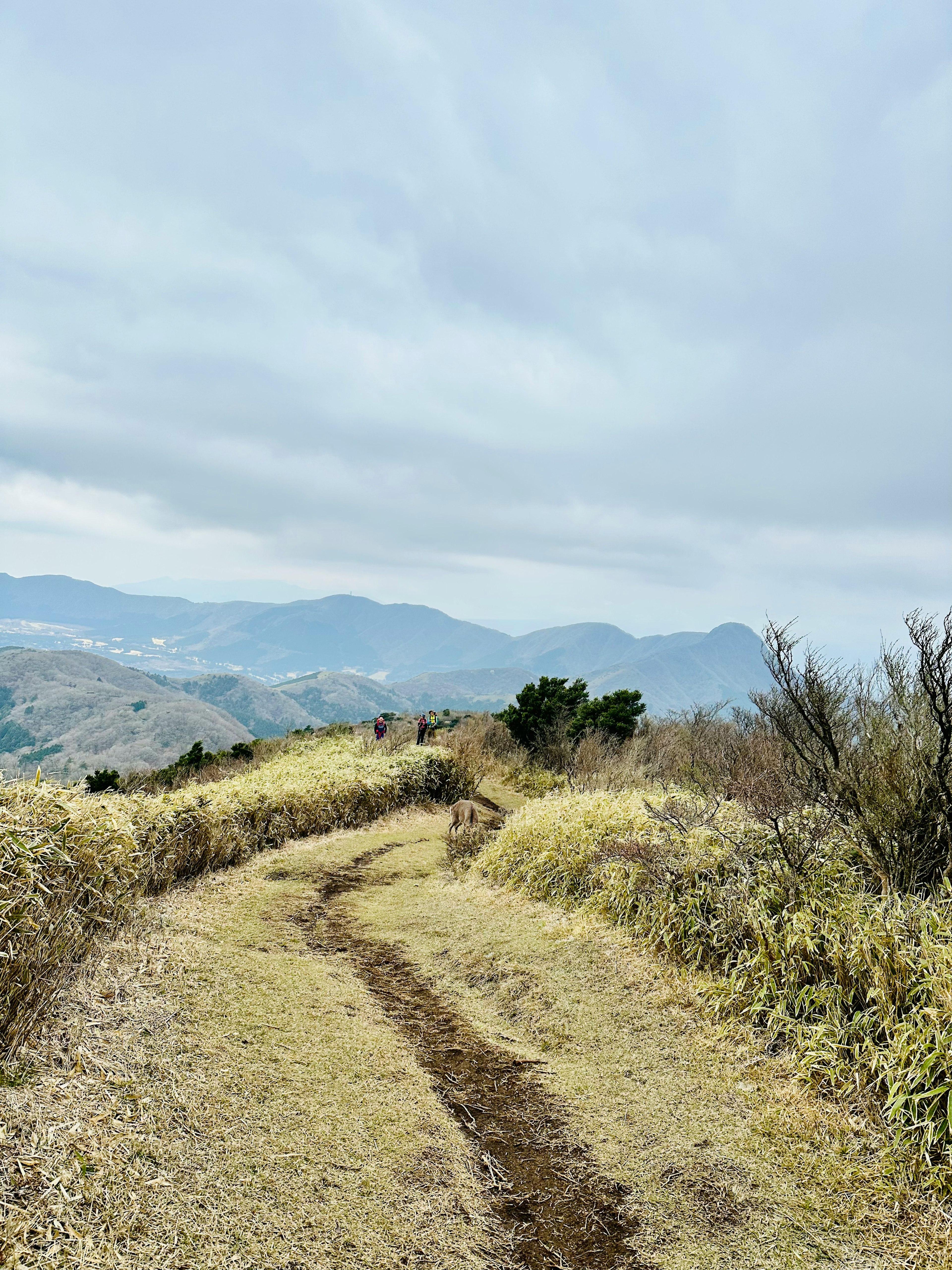 Sendero a través de un terreno cubierto de hierba que conduce a montañas distantes