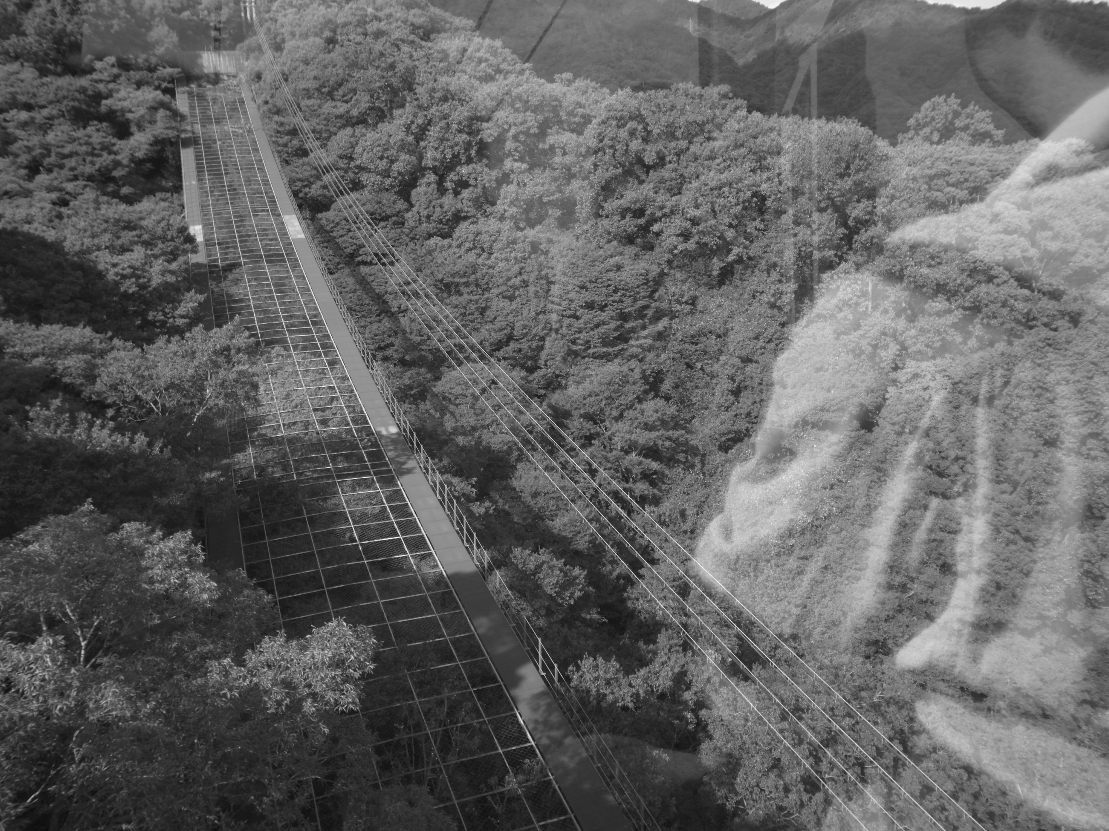 Luftaufnahme von Bahngleisen umgeben von dichter Vegetation