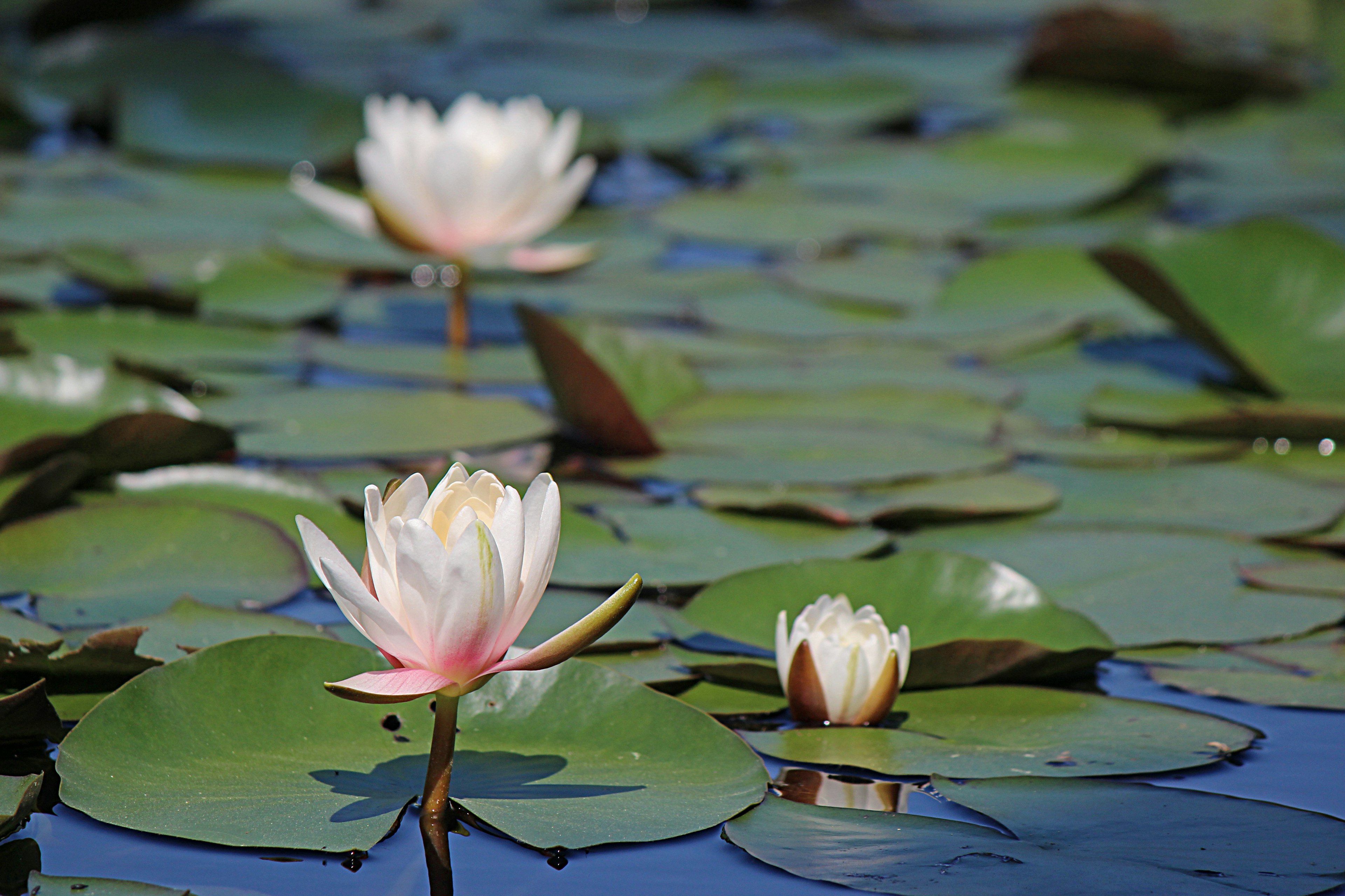 Belles nénuphars flottant à la surface de l'eau avec des feuilles vertes