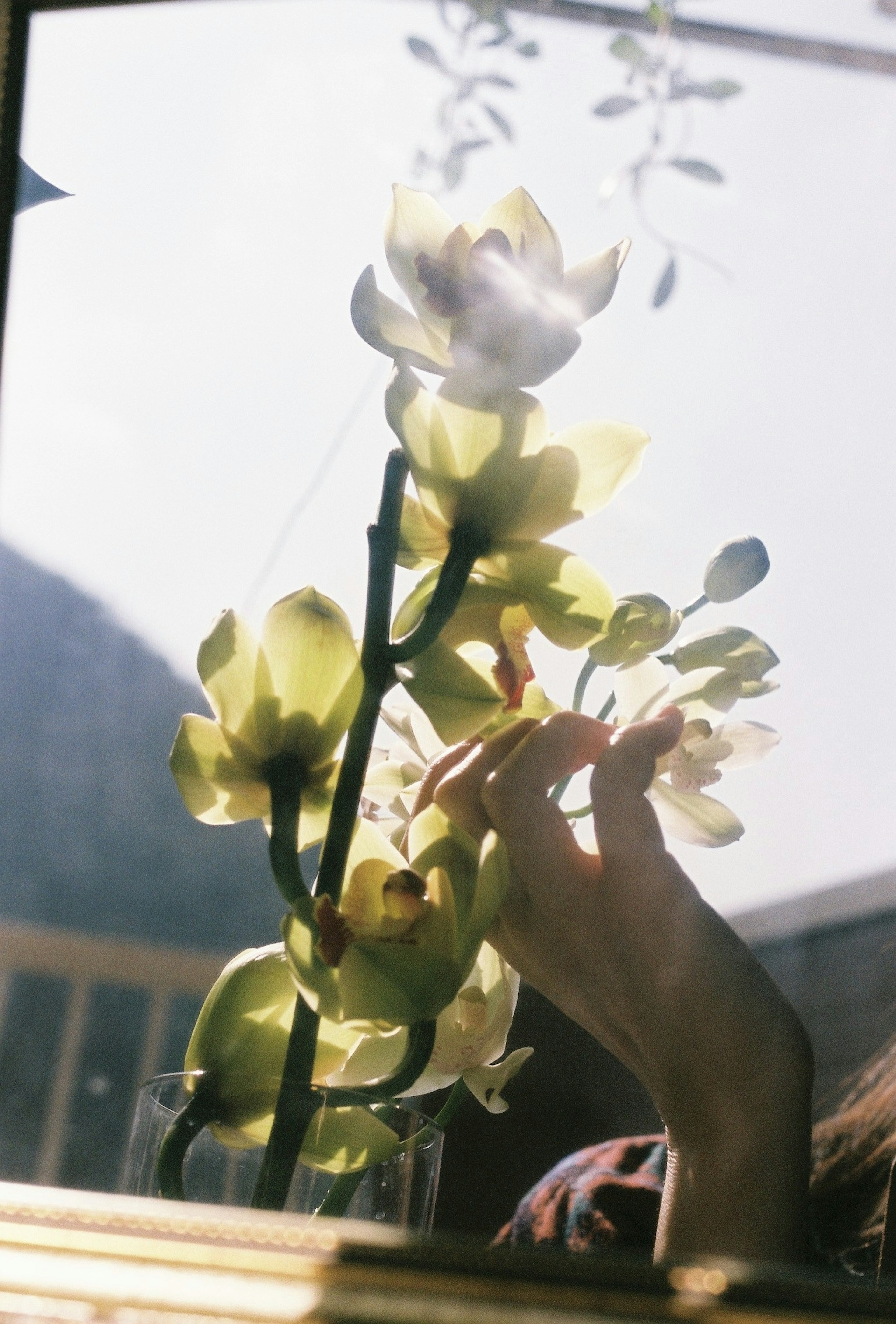 Eine Hand hält einen gelben Blumenstängel, der von Sonnenlicht beleuchtet wird