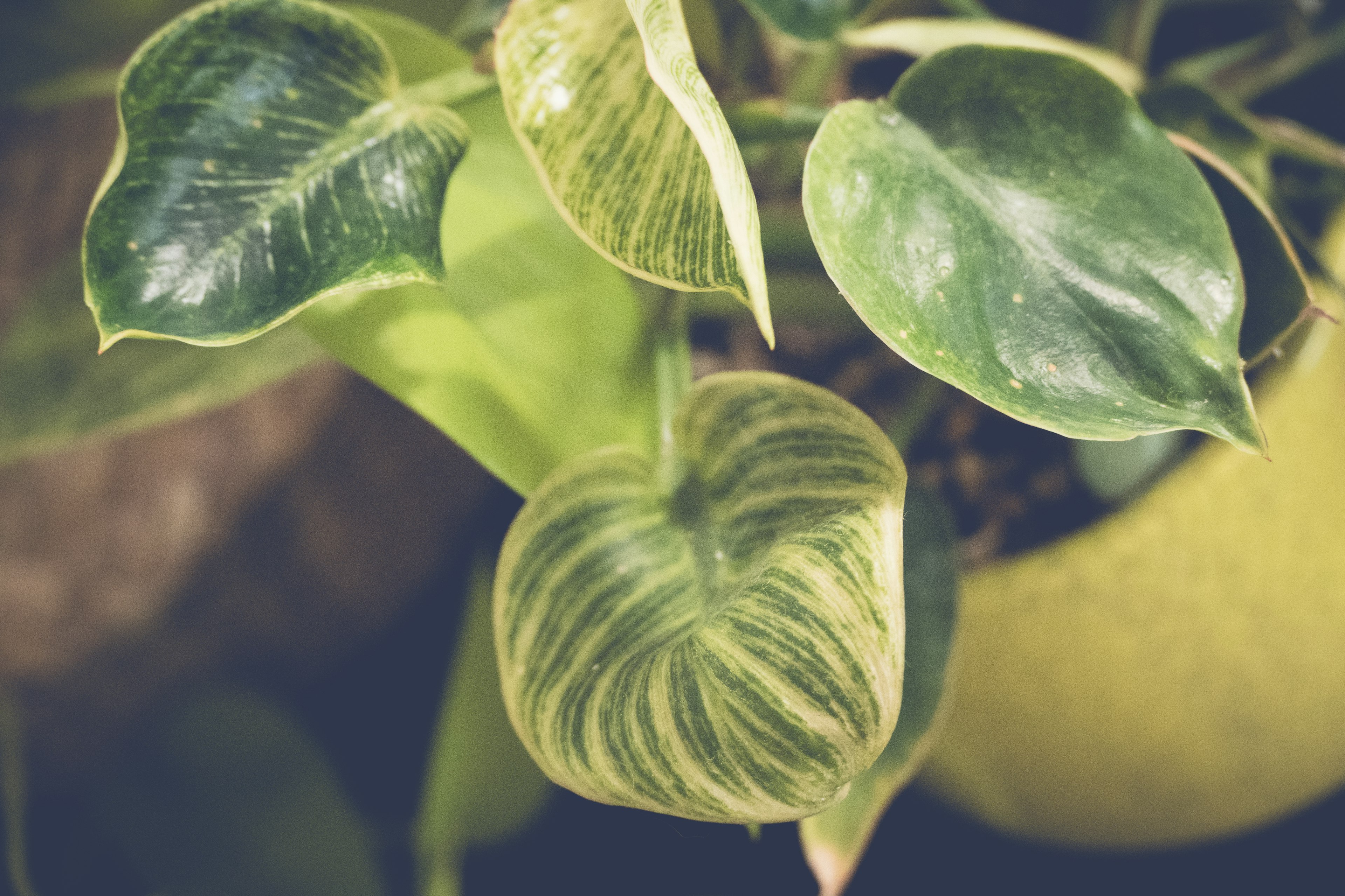 Gros plan sur une plante d'intérieur avec des feuilles vertes distinctives