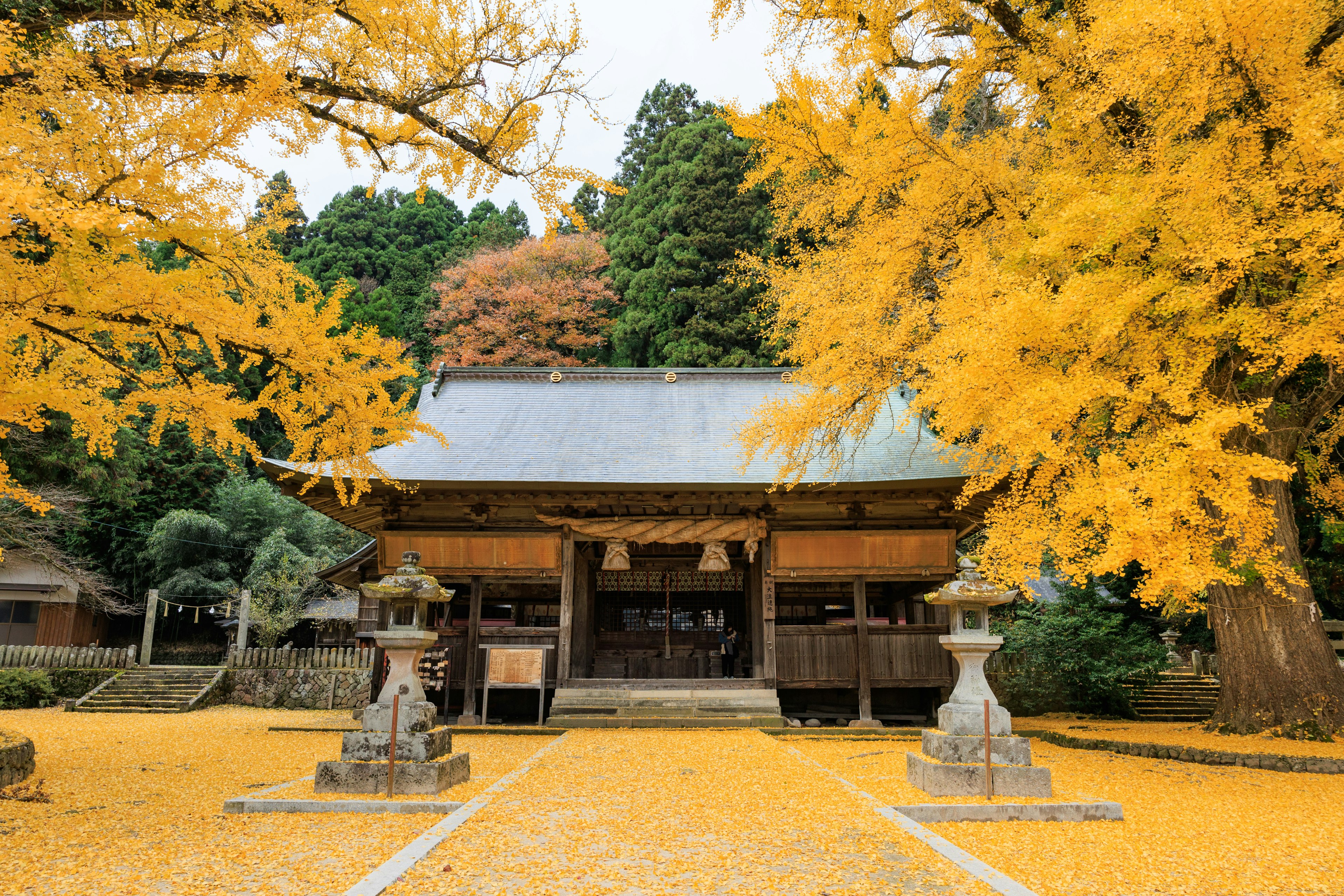 Pintu kuil dikelilingi daun ginkgo kuning cerah