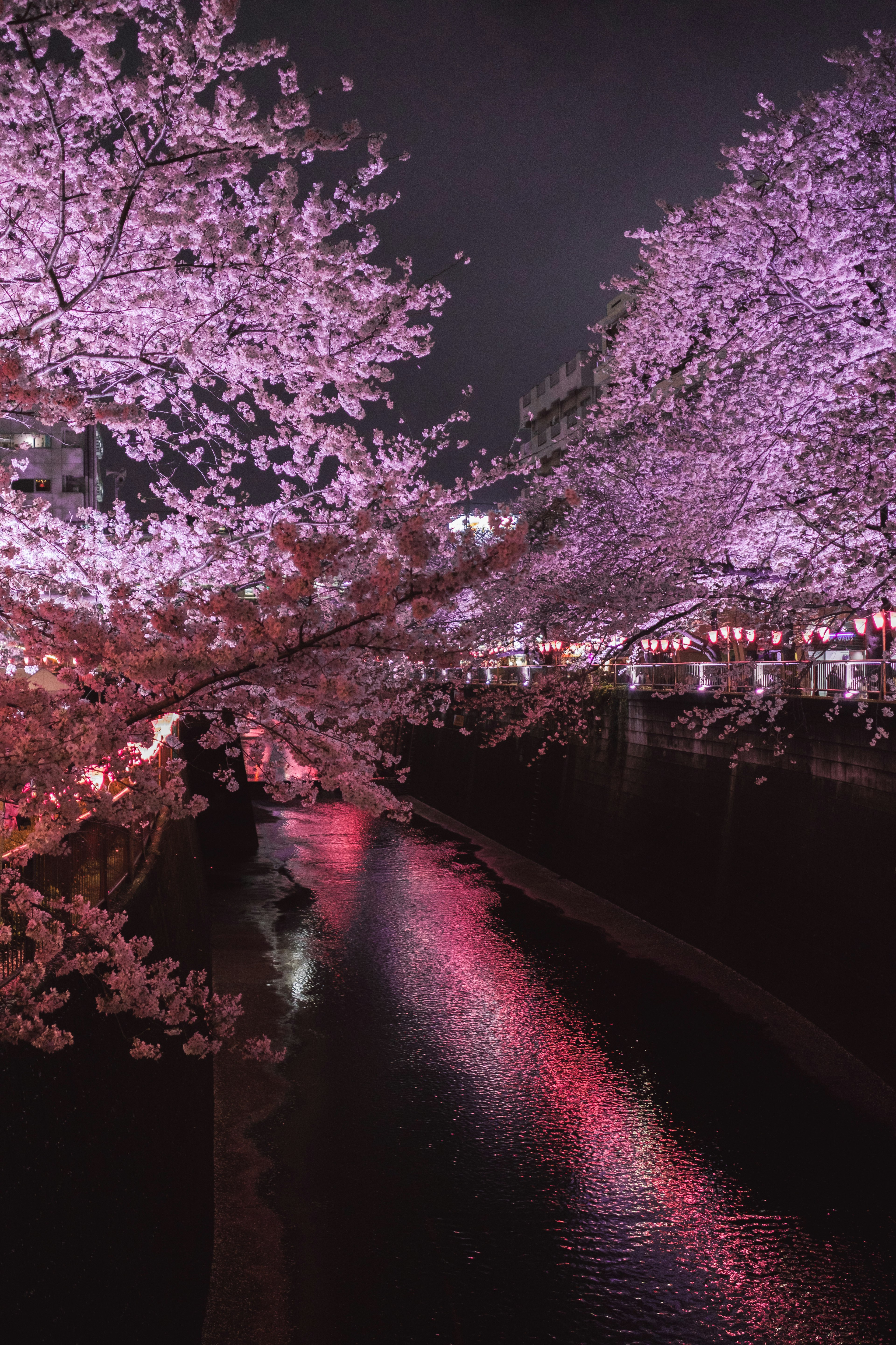 Magnifiques cerisiers en fleurs nocturnes avec réflexions dans la rivière