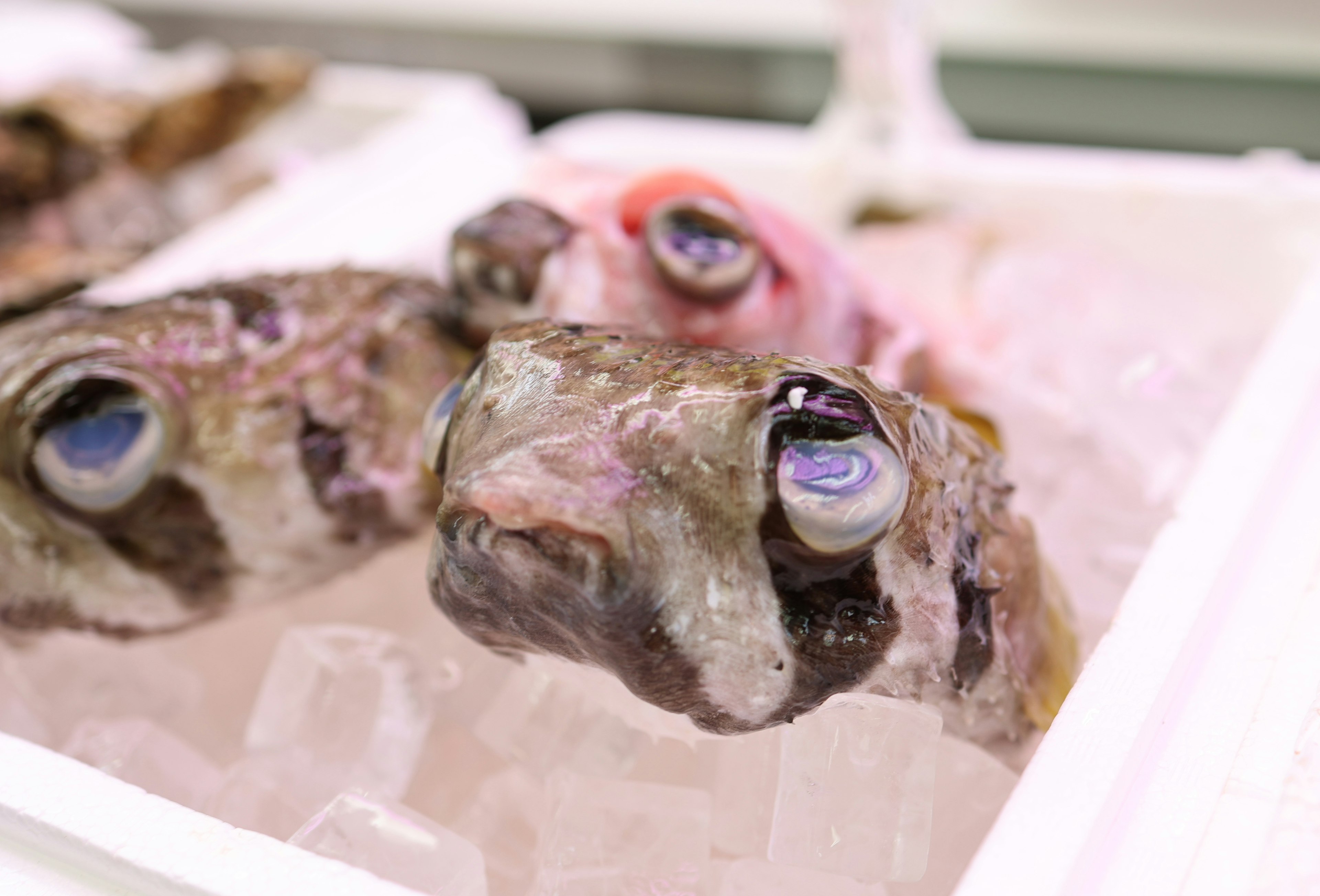 Primer plano de cabezas de pescado sobre hielo en una exhibición de mariscos