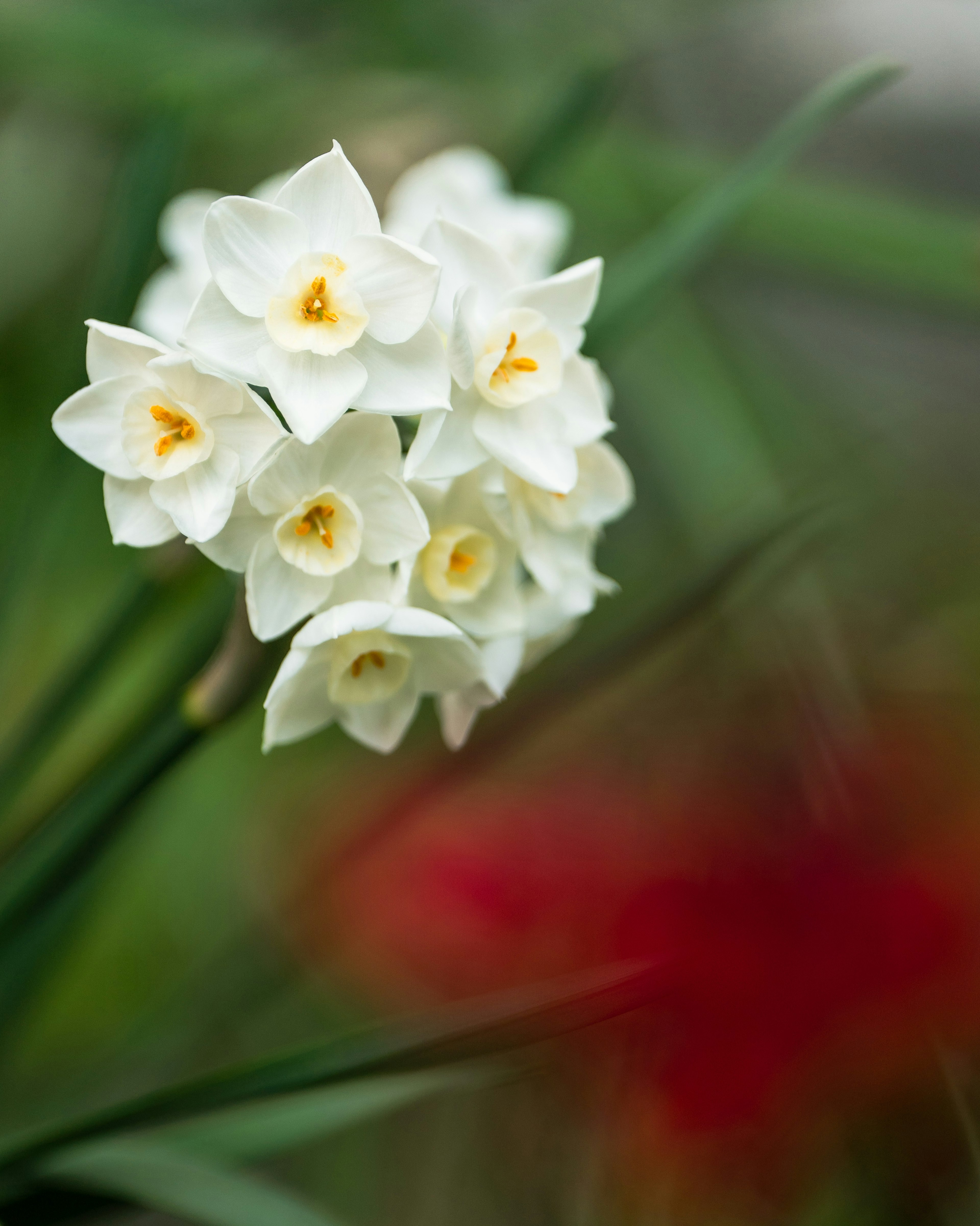 白い水仙の花が集まって咲いている背景に赤い花がぼかされている