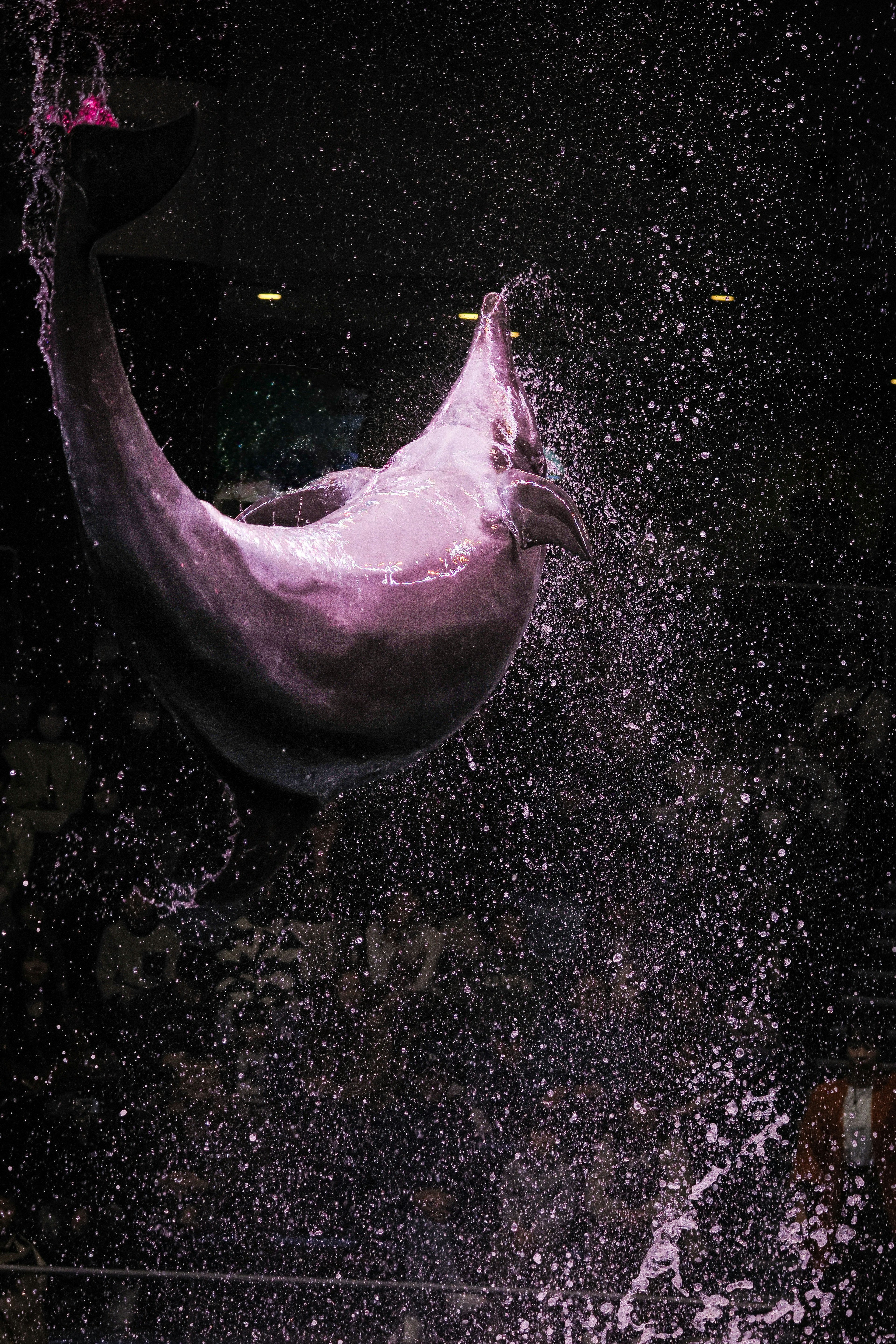 A dolphin jumping out of the water with splashes in the background