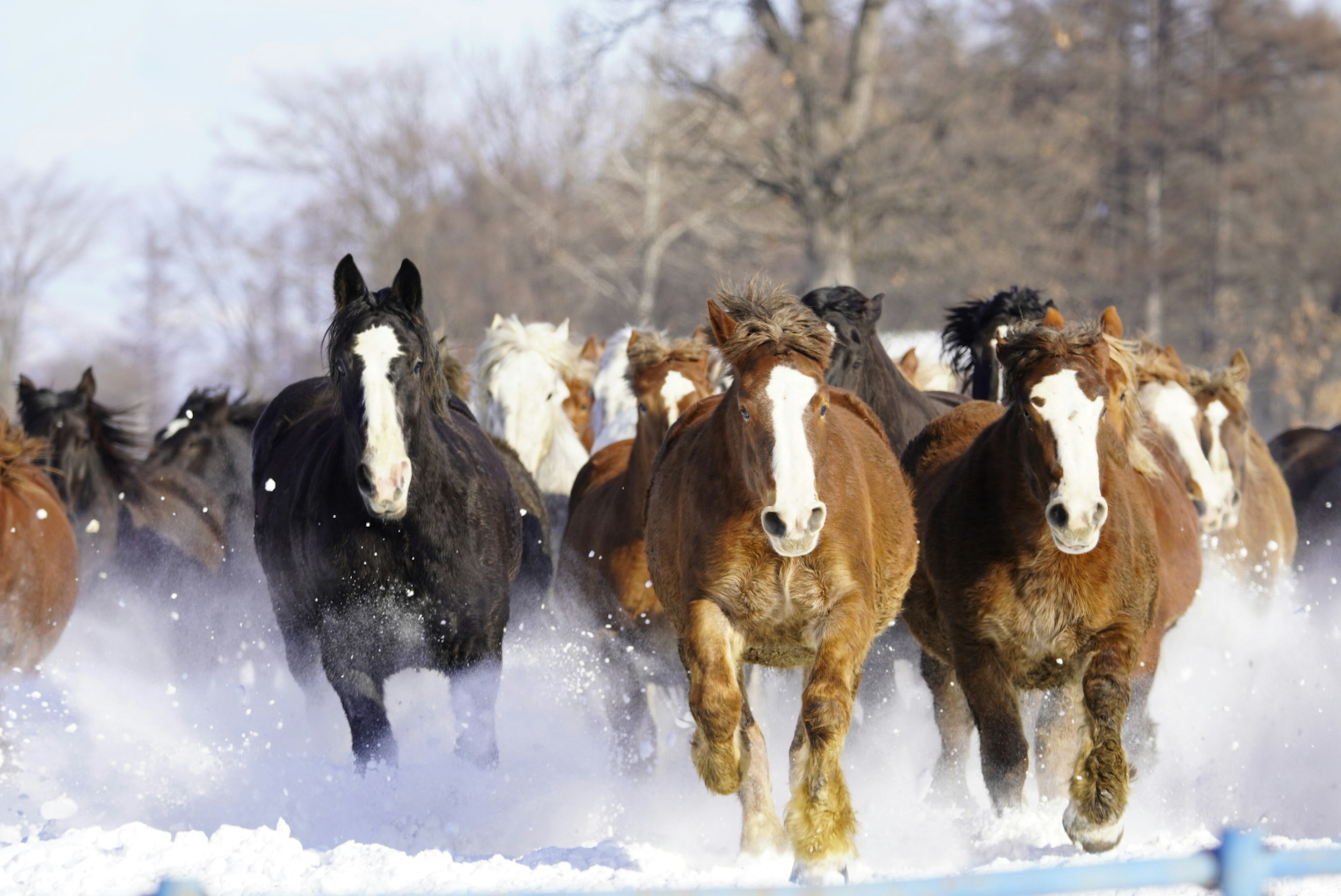 雪の中を駆け抜ける馬の群れ