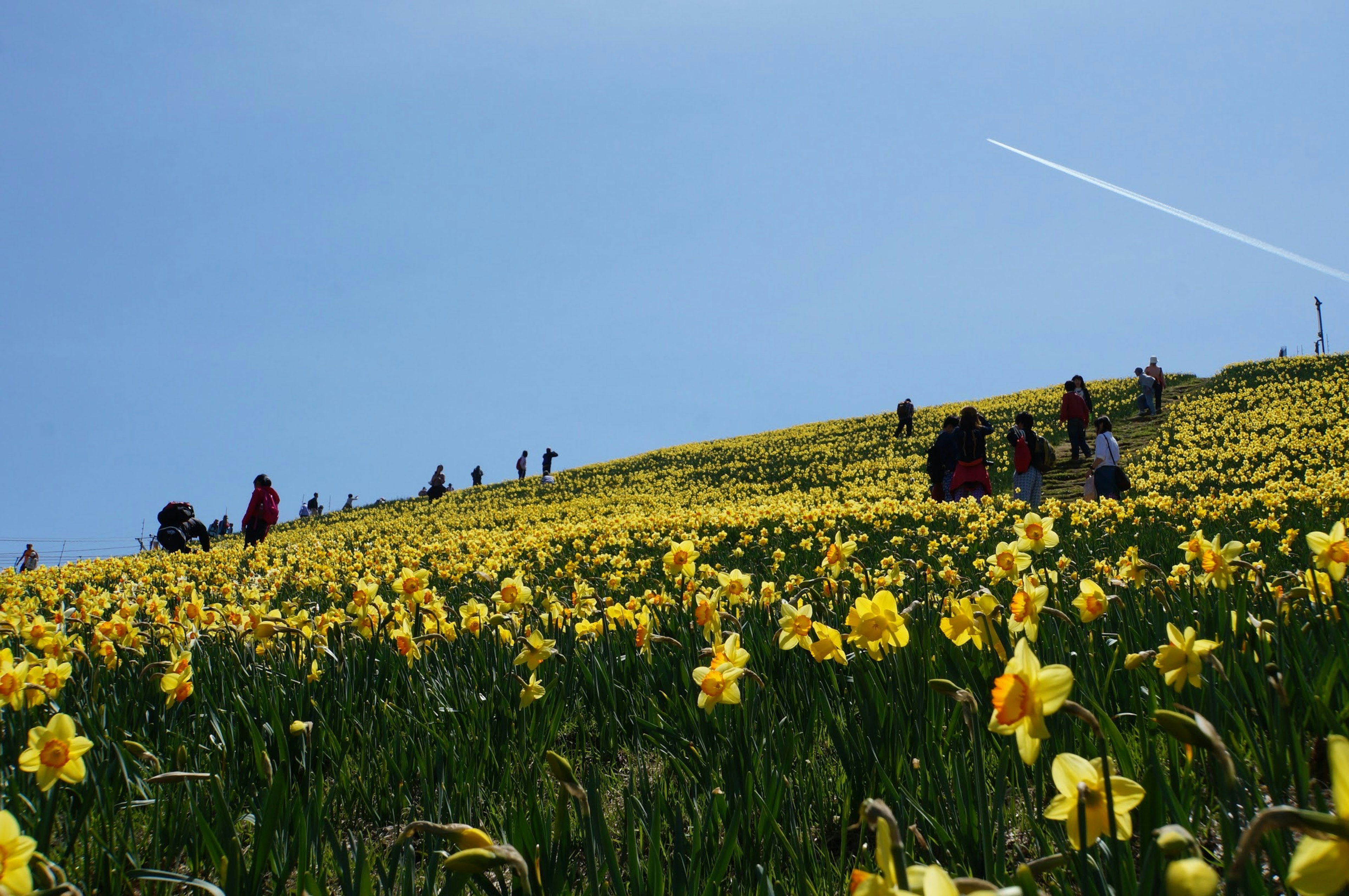 Menschen genießen ein Feld mit gelben Narzissen unter einem klaren blauen Himmel