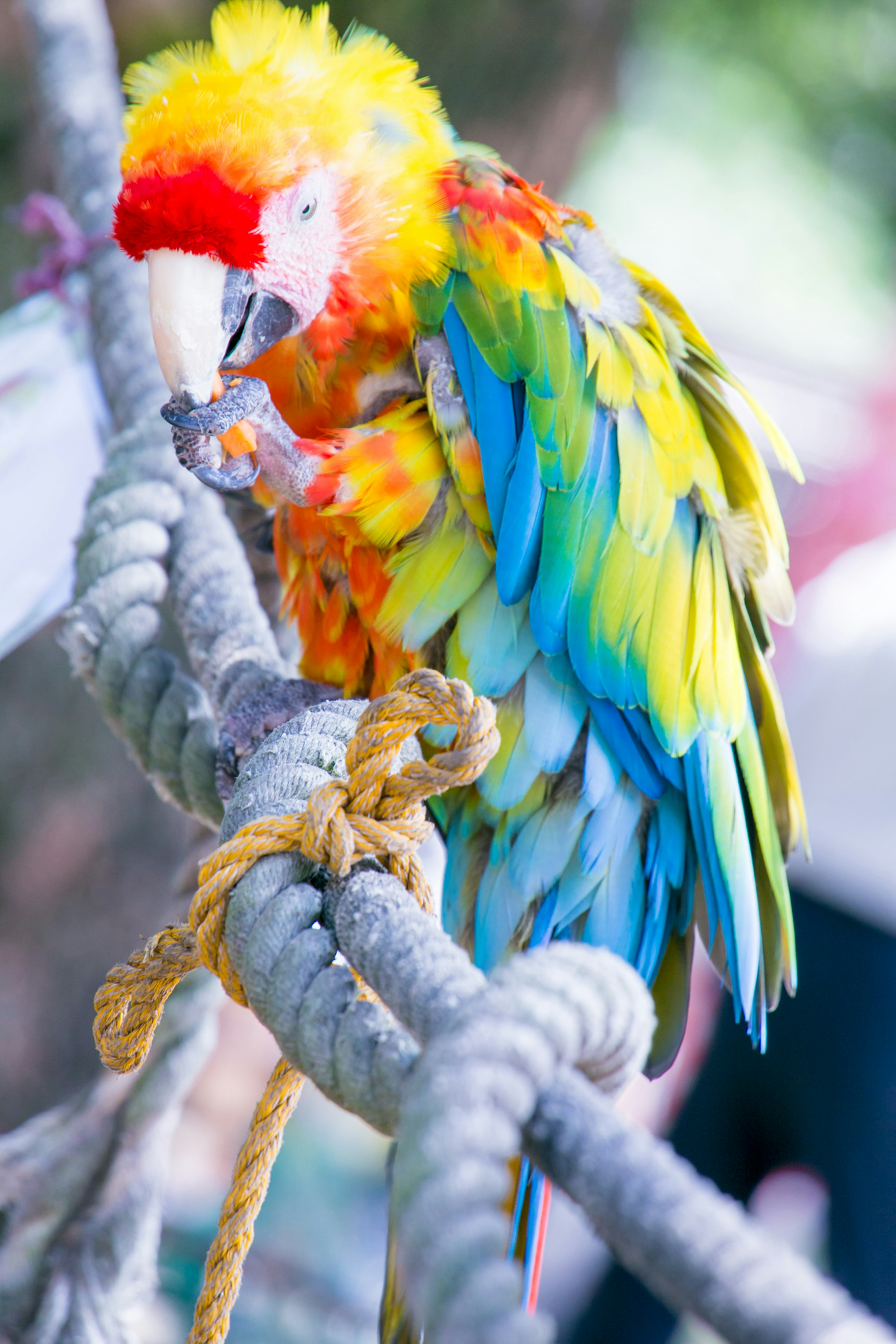 Colorful parrot perched on a rope with vibrant feathers