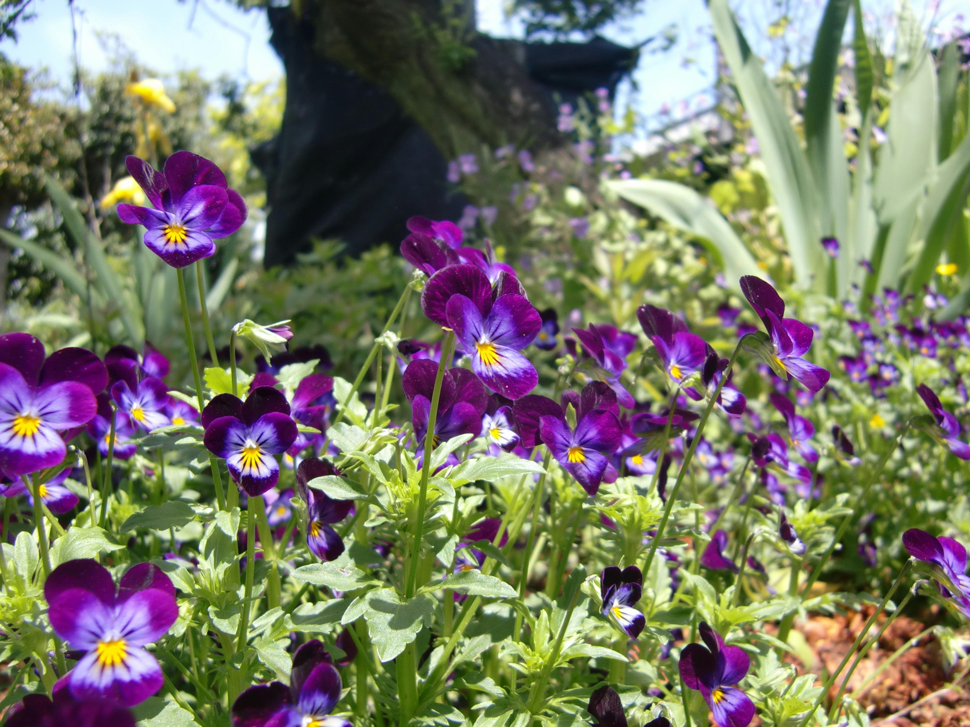 Vibrantes pensées violettes en fleurs dans un jardin