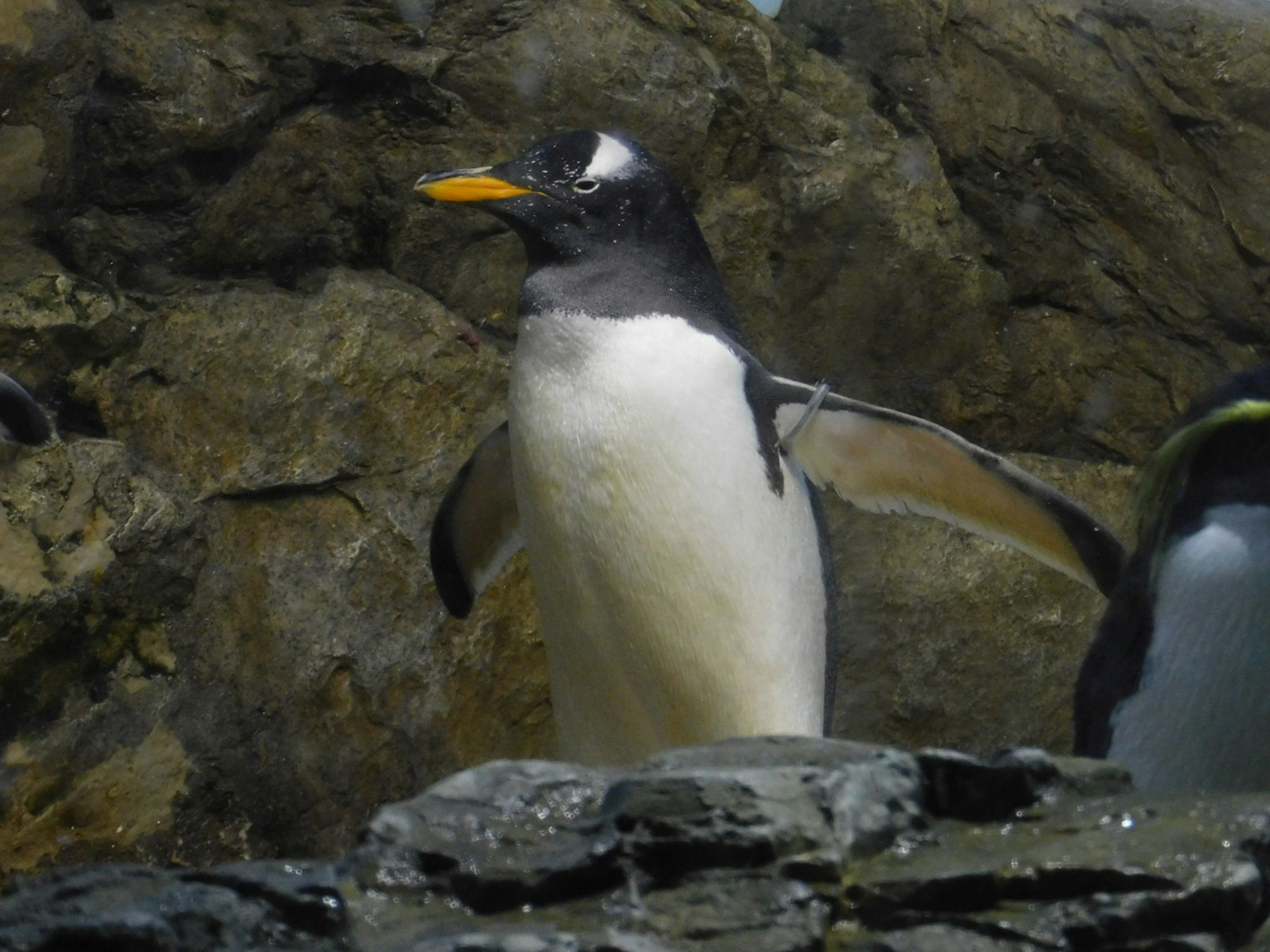 Un pinguino in piedi su una roccia con le ali spiegate