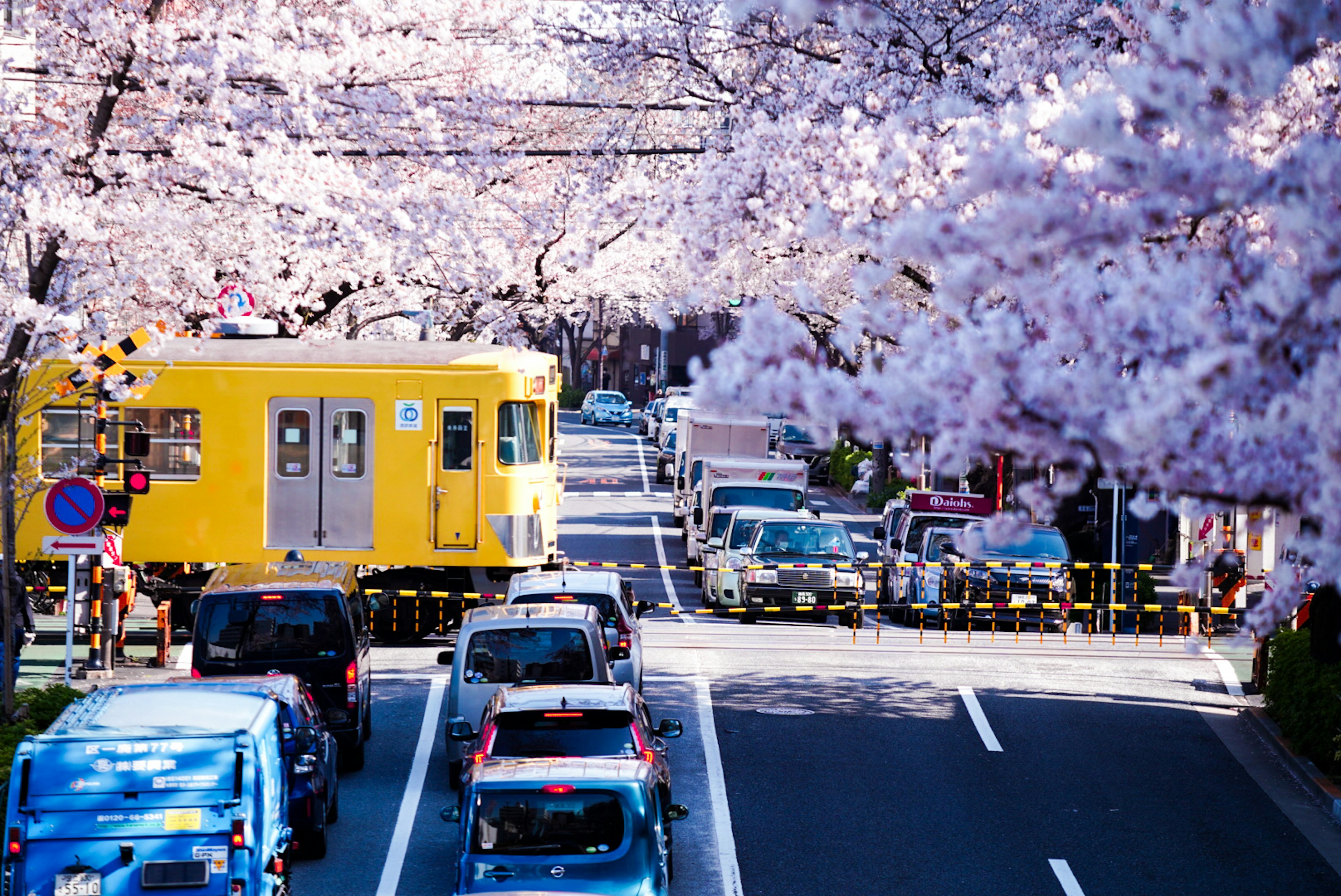 Calle flanqueada por árboles de cerezo con un tren amarillo y coches