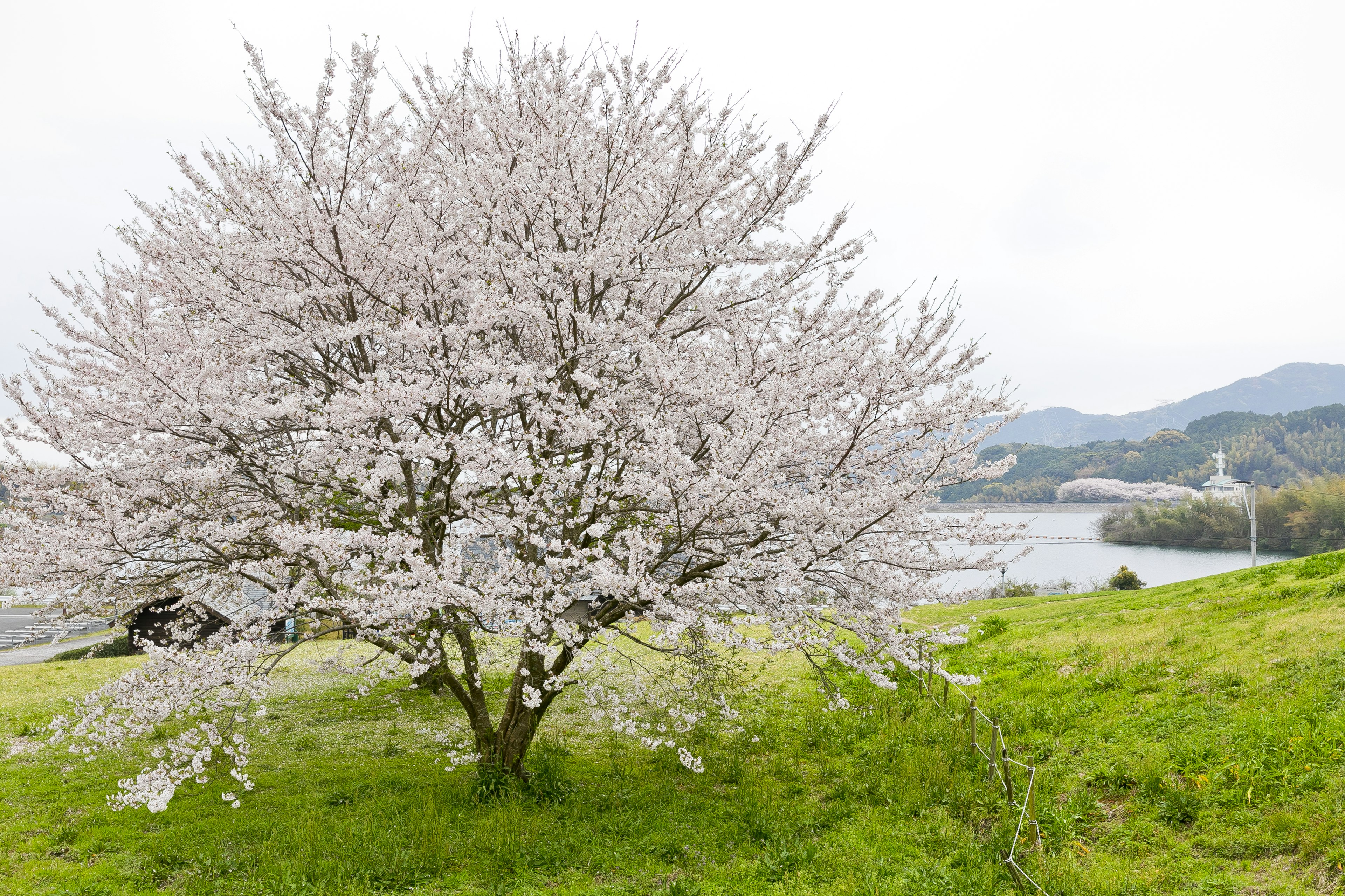 Cherry blossom tree in a green field by a river