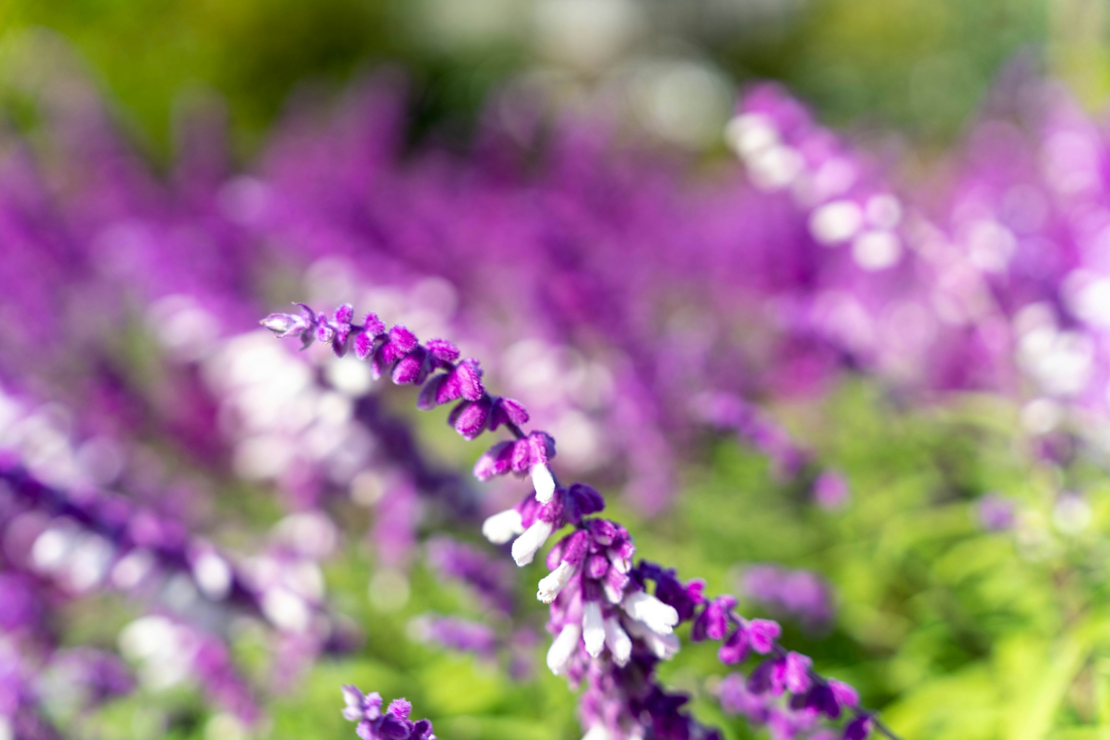 Acercamiento de plantas con flores moradas y blancas en un entorno vibrante