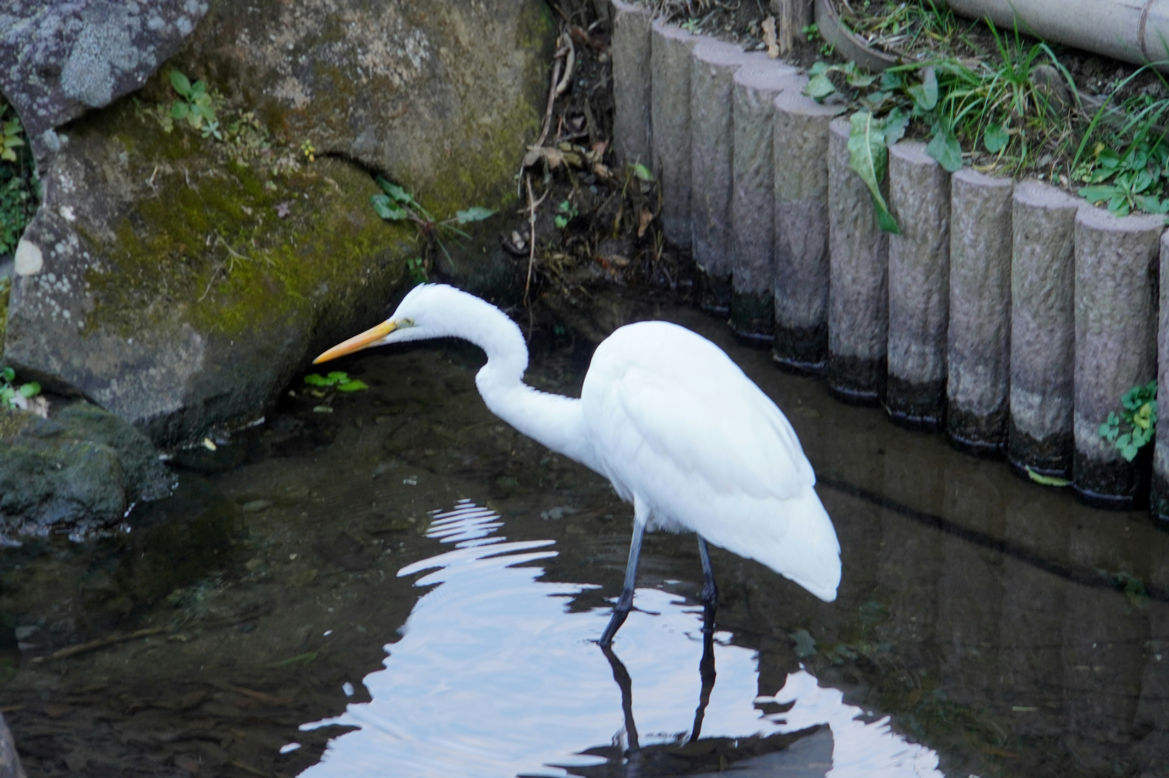 Ein weißer Reiher steht am Wasser umgeben von grünen Pflanzen und Steinen