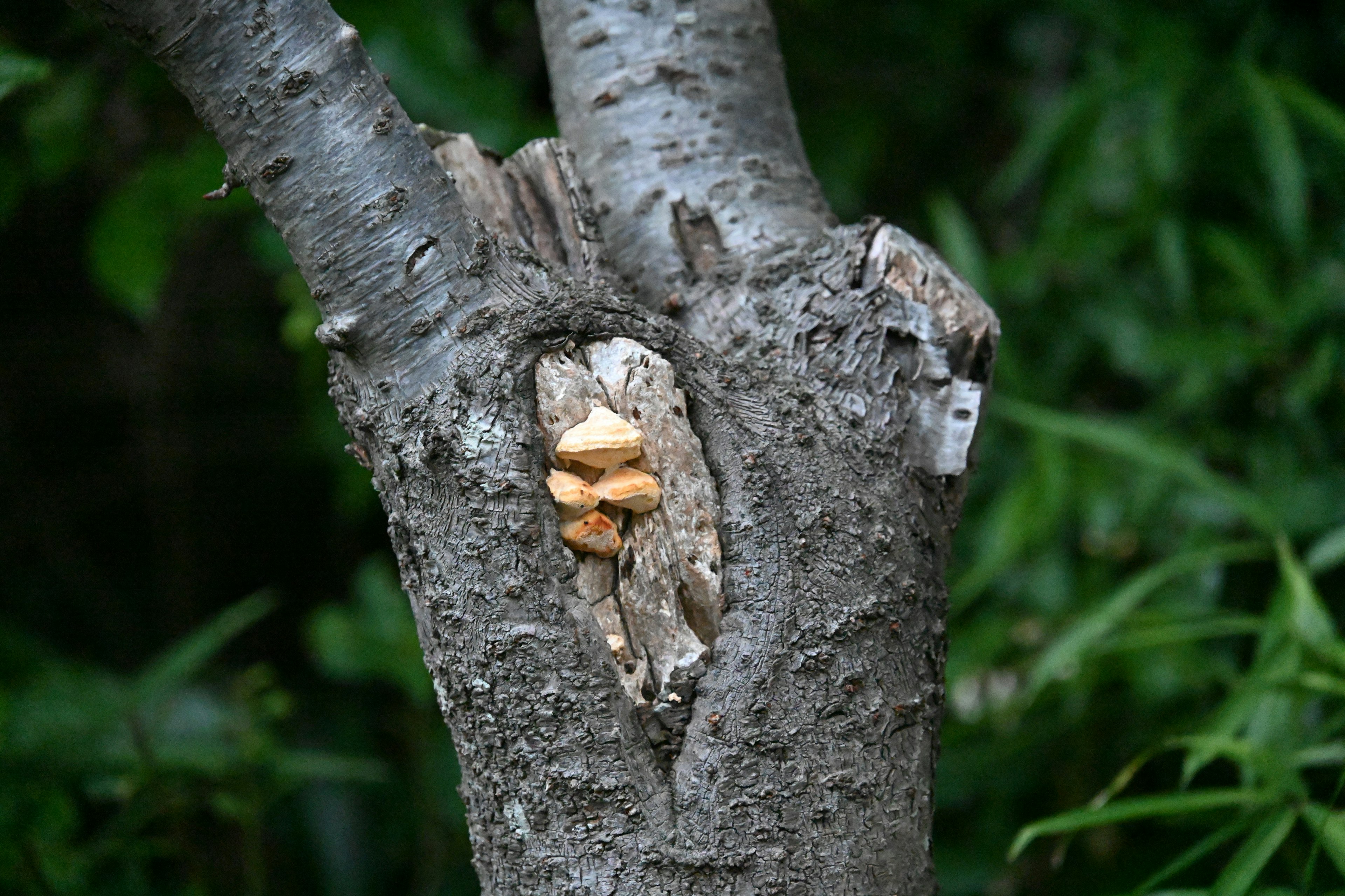 Close-up of a tree trunk with a notch and wood pieces