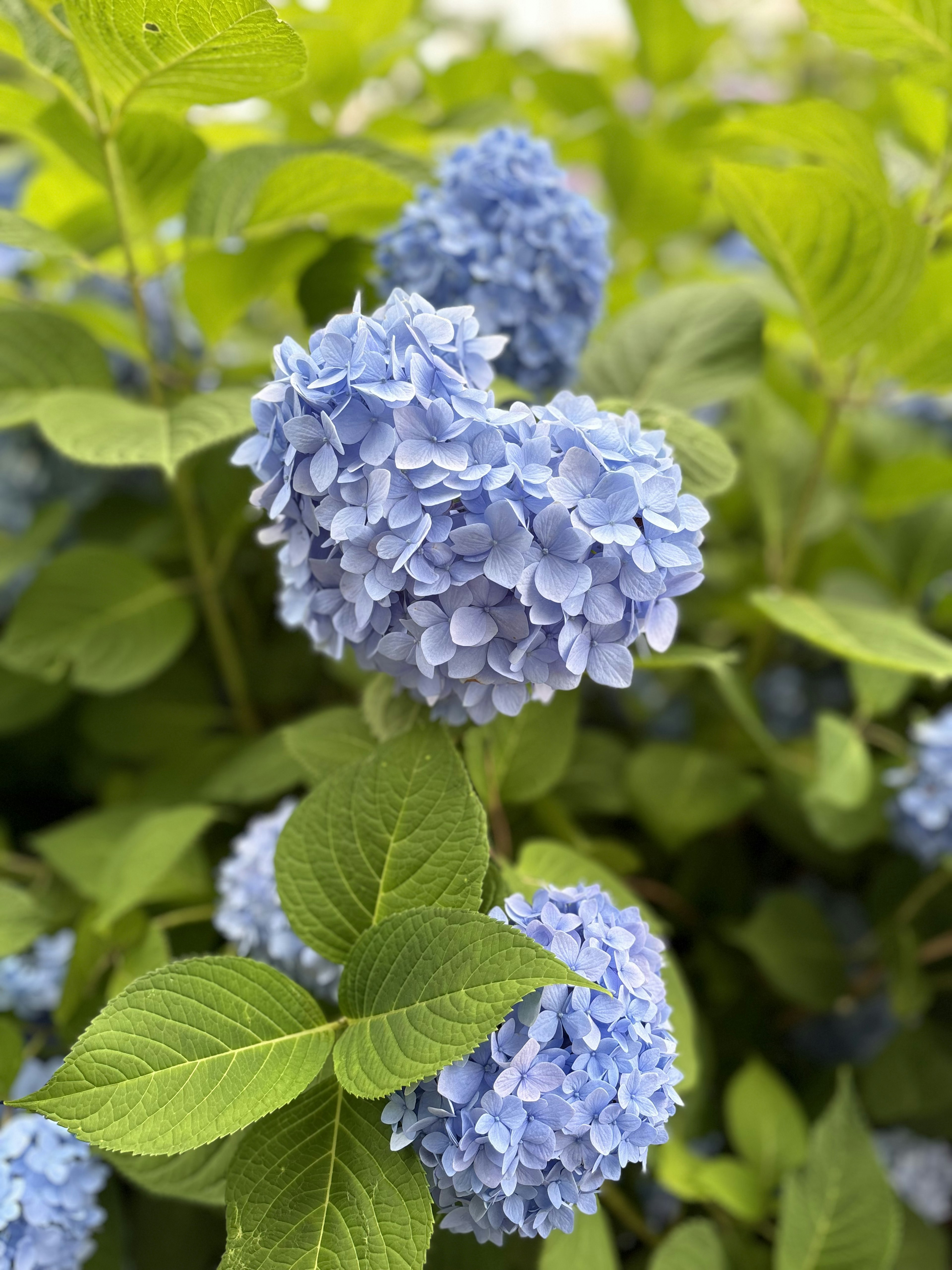 Primo piano di bellissimi fiori di ortensia blu circondati da foglie verdi