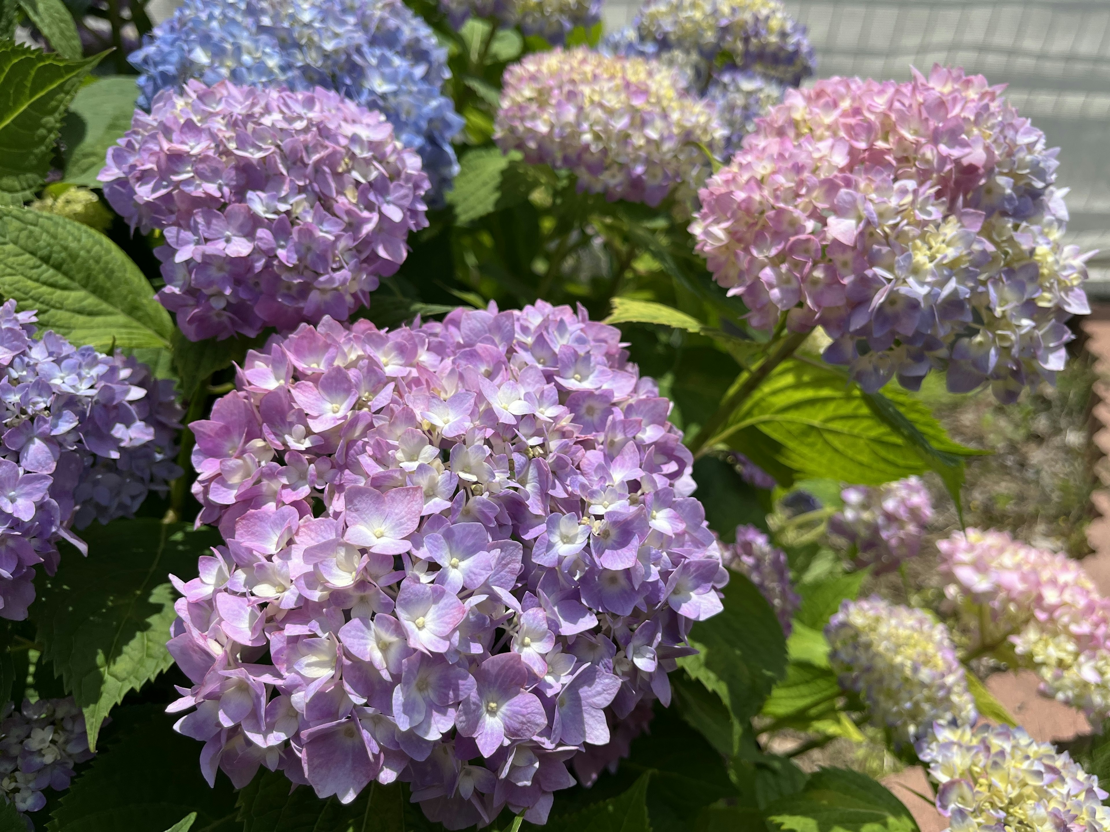 다양한 색상의 수국 꽃이 정원에서 피어나는 모습