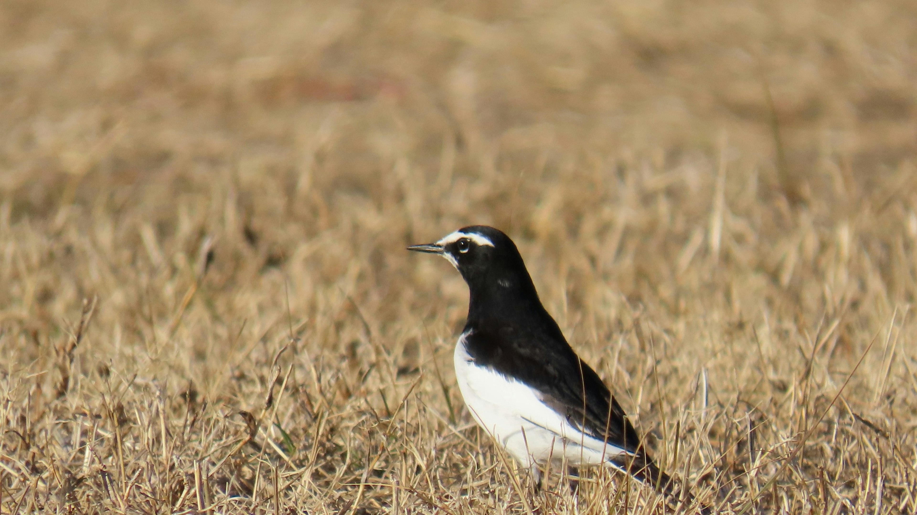 Un pájaro blanco y negro de pie en un campo de hierba marrón