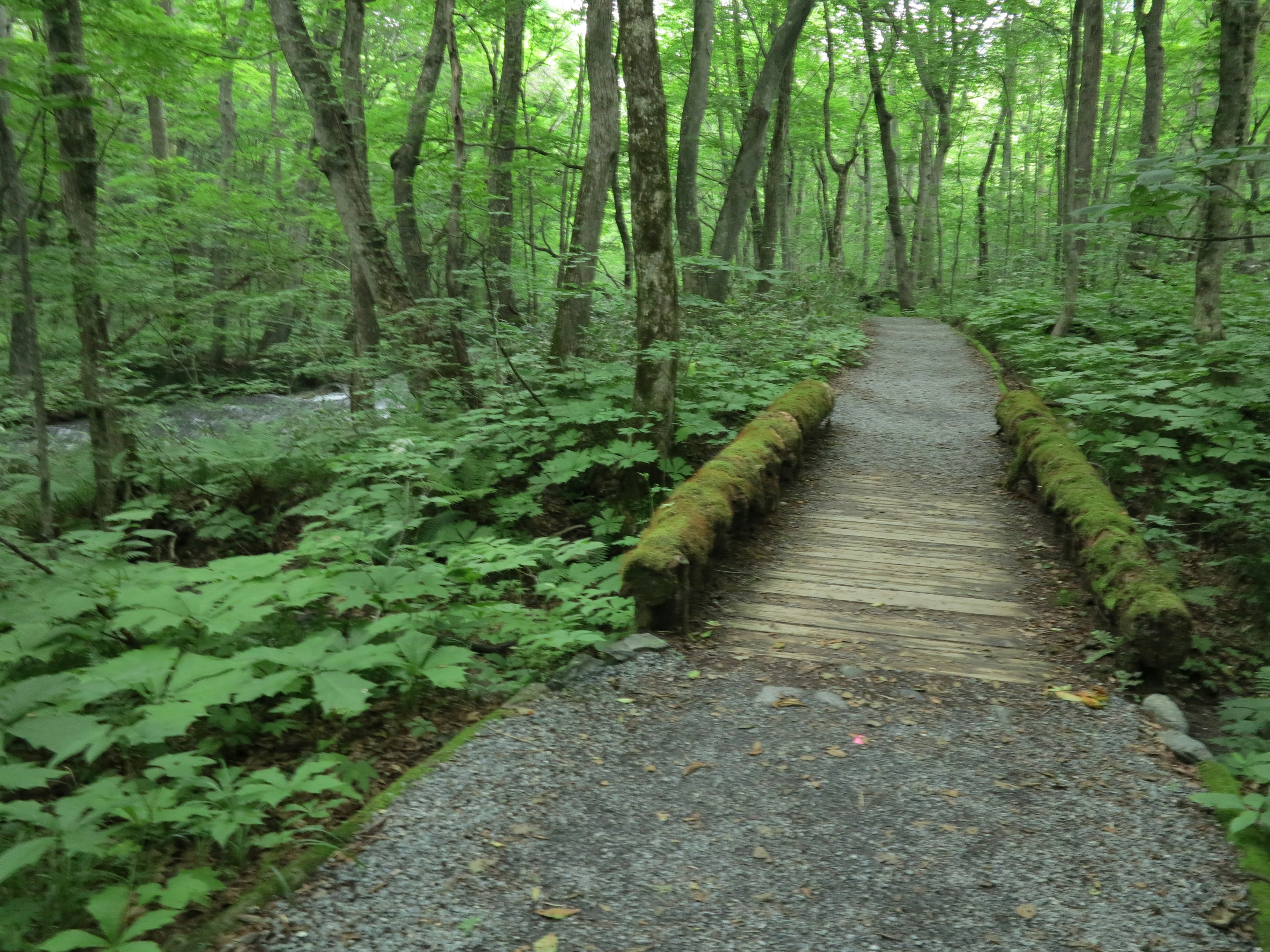 Wooden walkway through a lush green forest with a gravel path