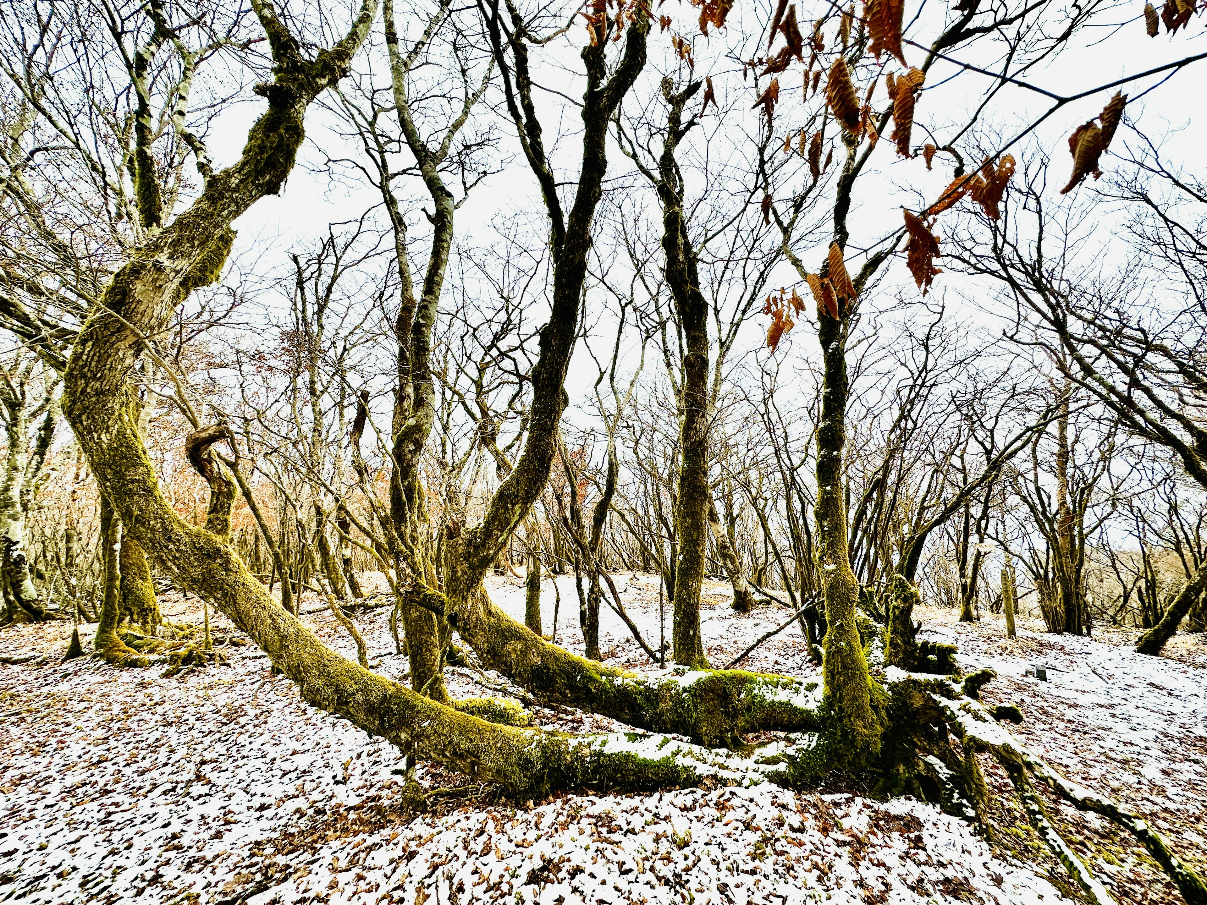 A winter forest scene with twisted trees covered in snow