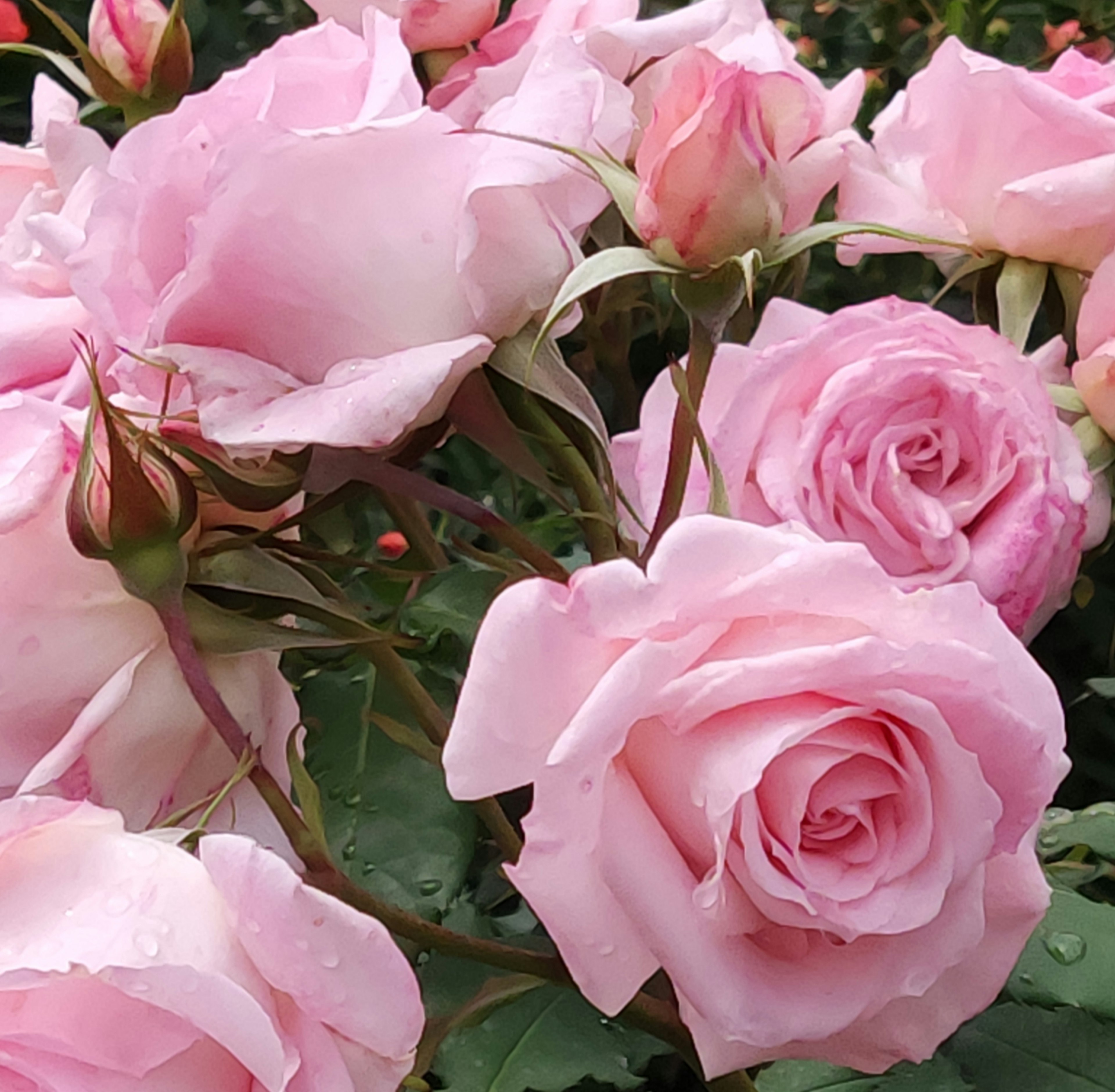 淡いピンクのバラの花々が咲いている美しい庭の一部