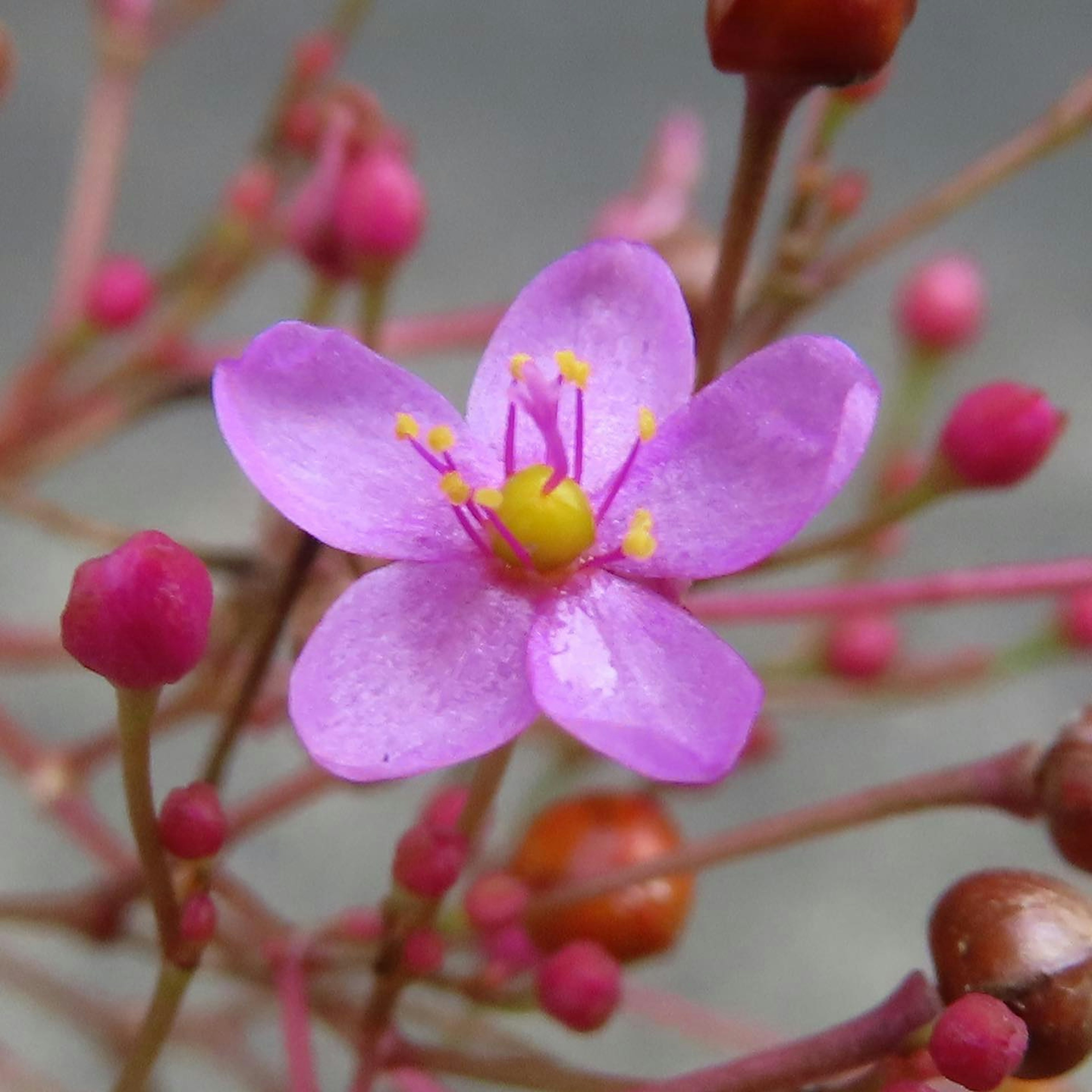 鮮やかな紫色の花とつぼみがある植物のクローズアップ