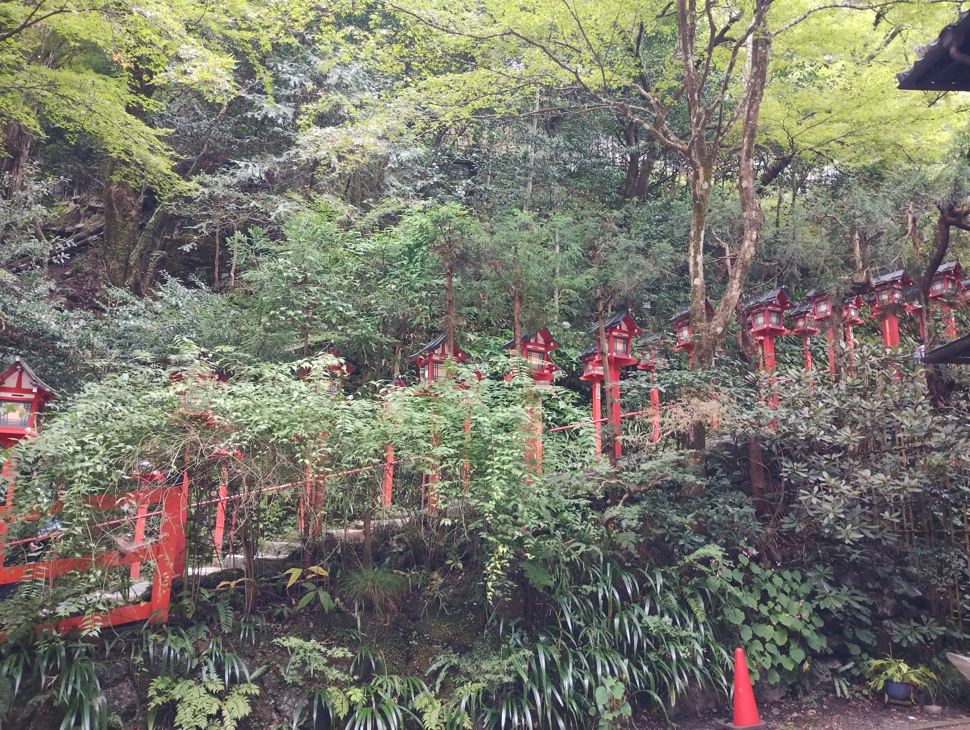 A pathway lined with red lanterns surrounded by lush greenery