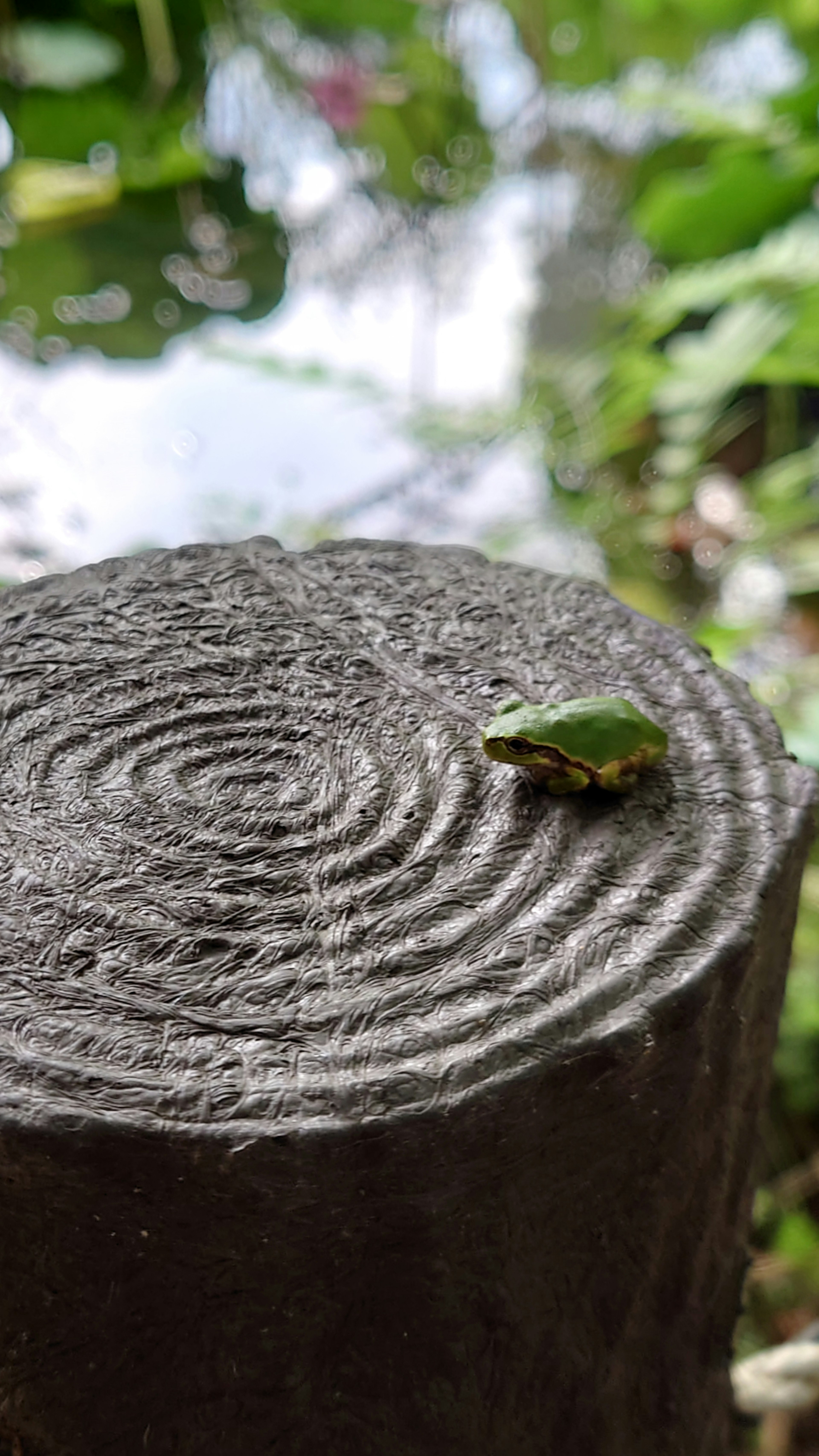 水辺の丸太に座る緑色のカエルの画像