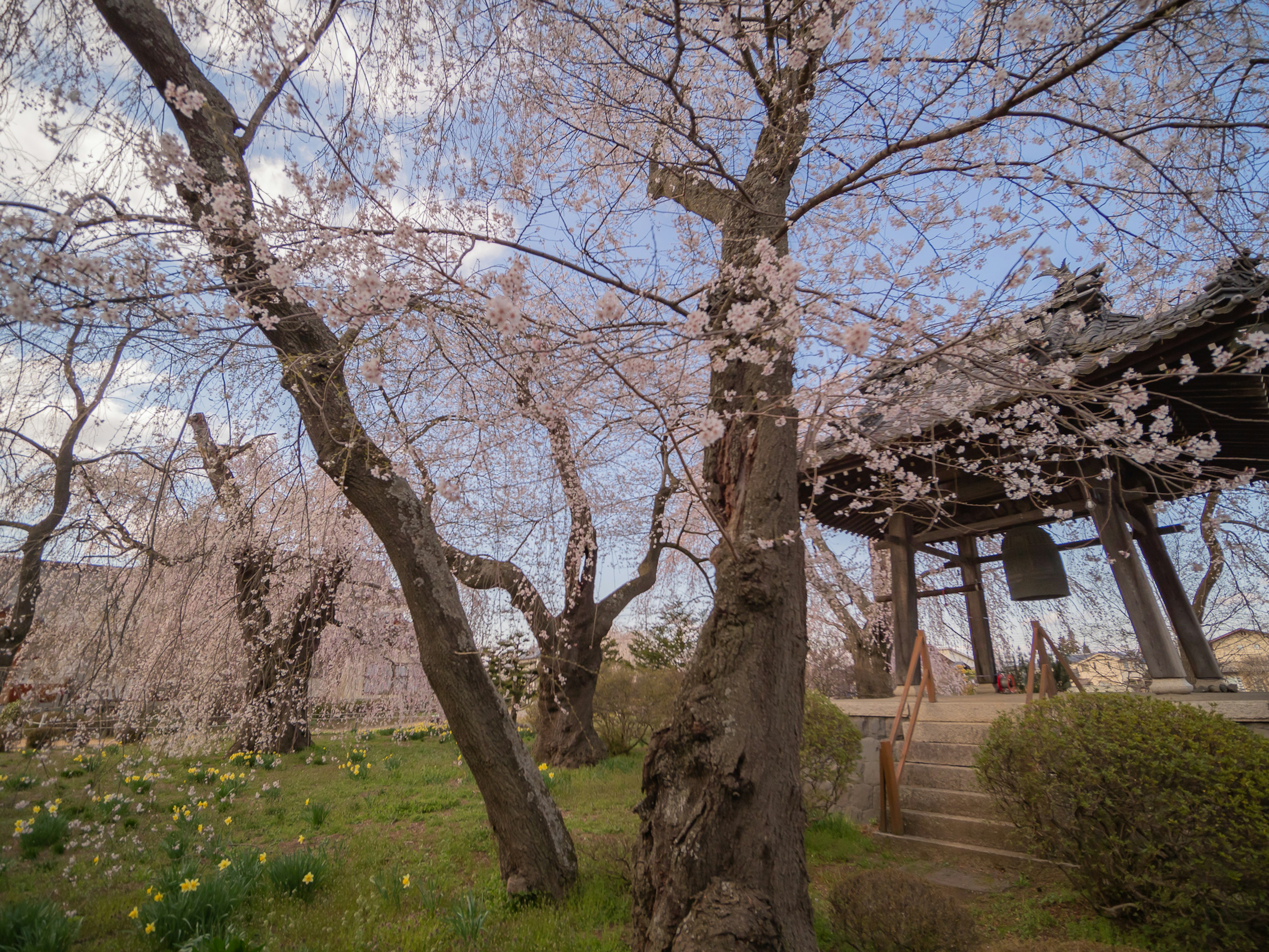 vista escénica de cerezos en flor y una torre de campana