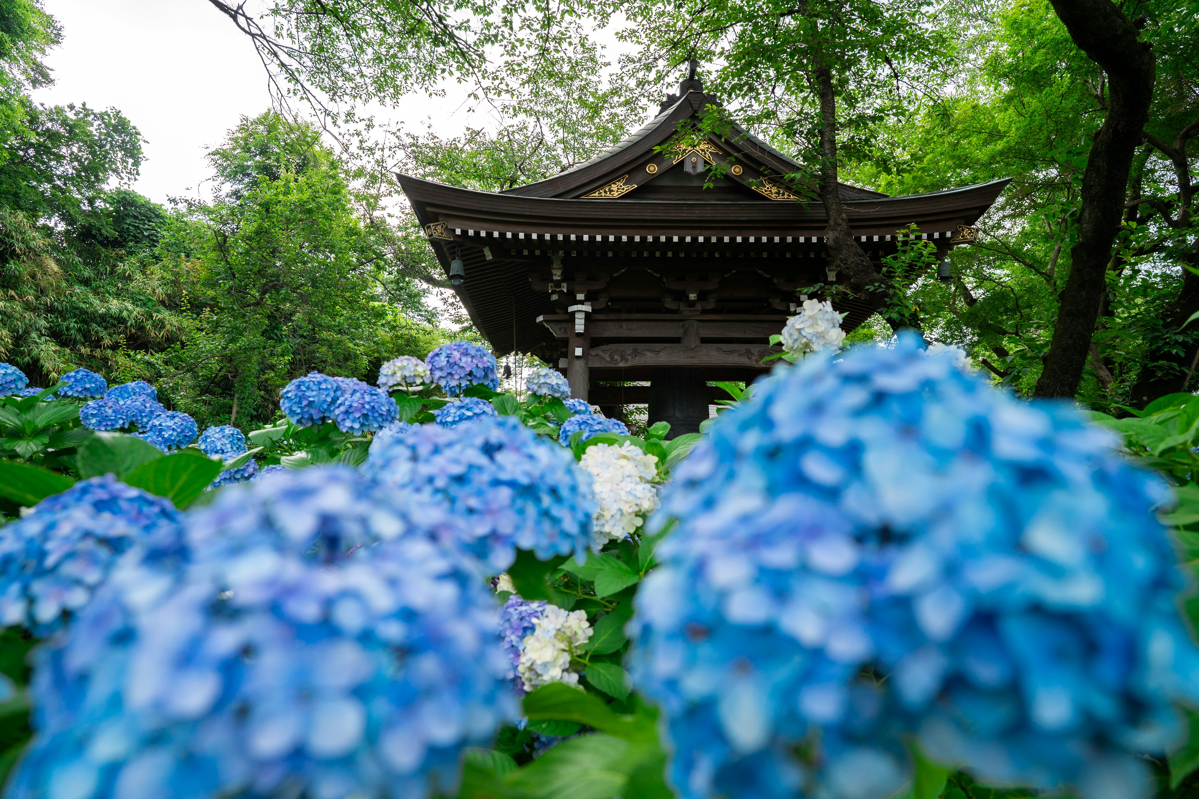 Estructura japonesa tradicional rodeada de hortensias azules y blancas en flor