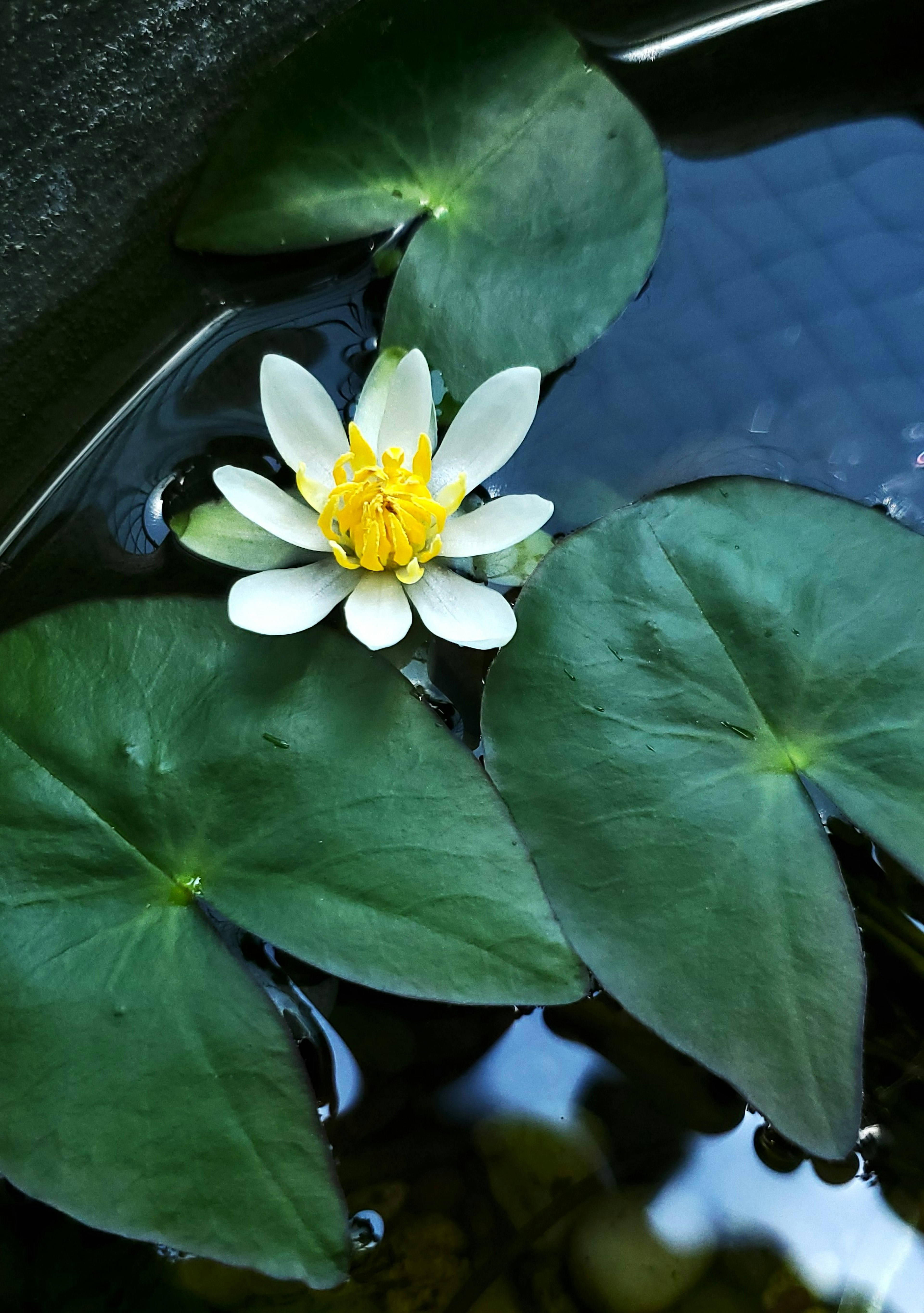 Teratai putih mengapung di permukaan dengan daun hijau