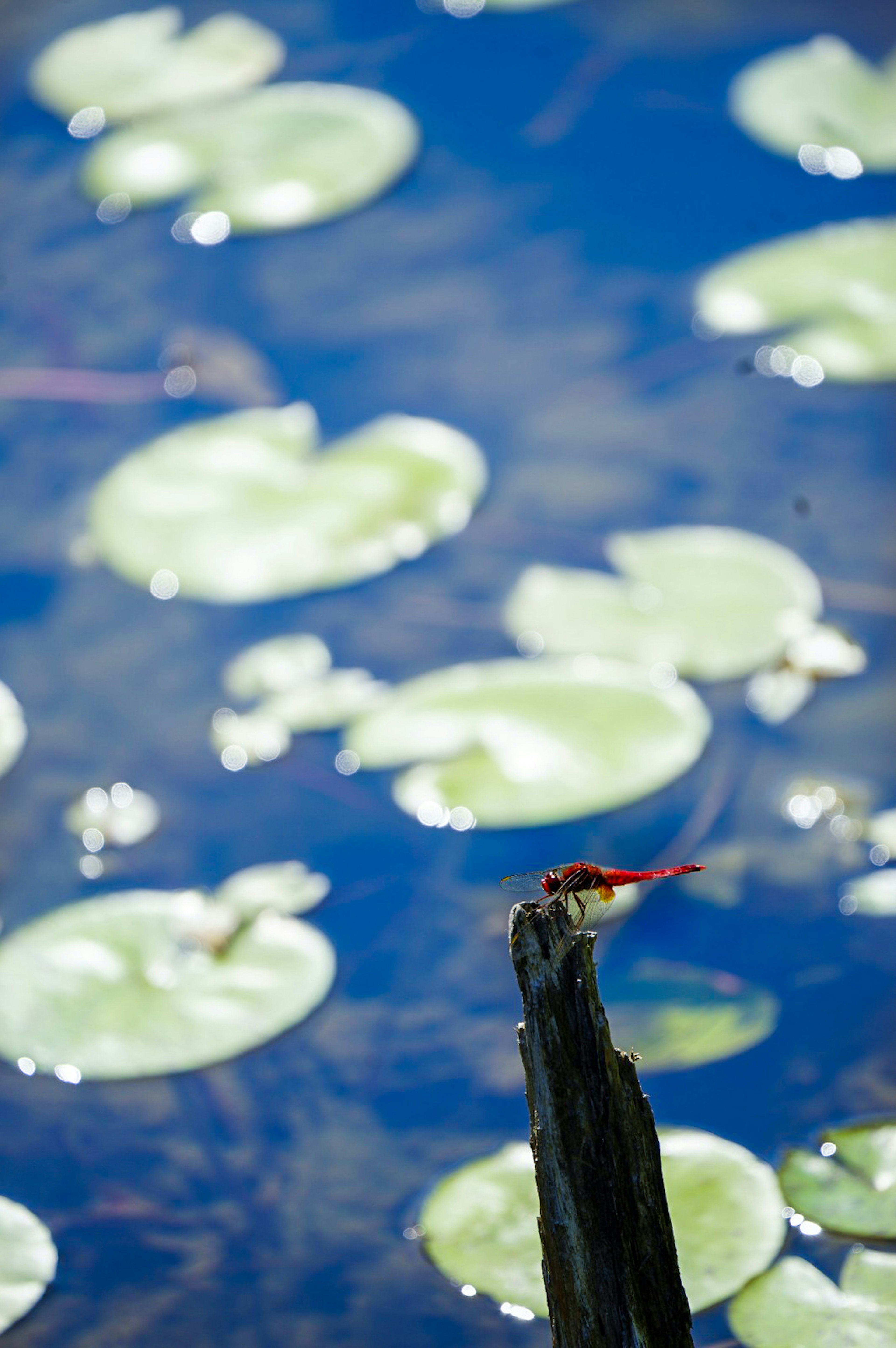 Water surface with floating lily pads and a stick