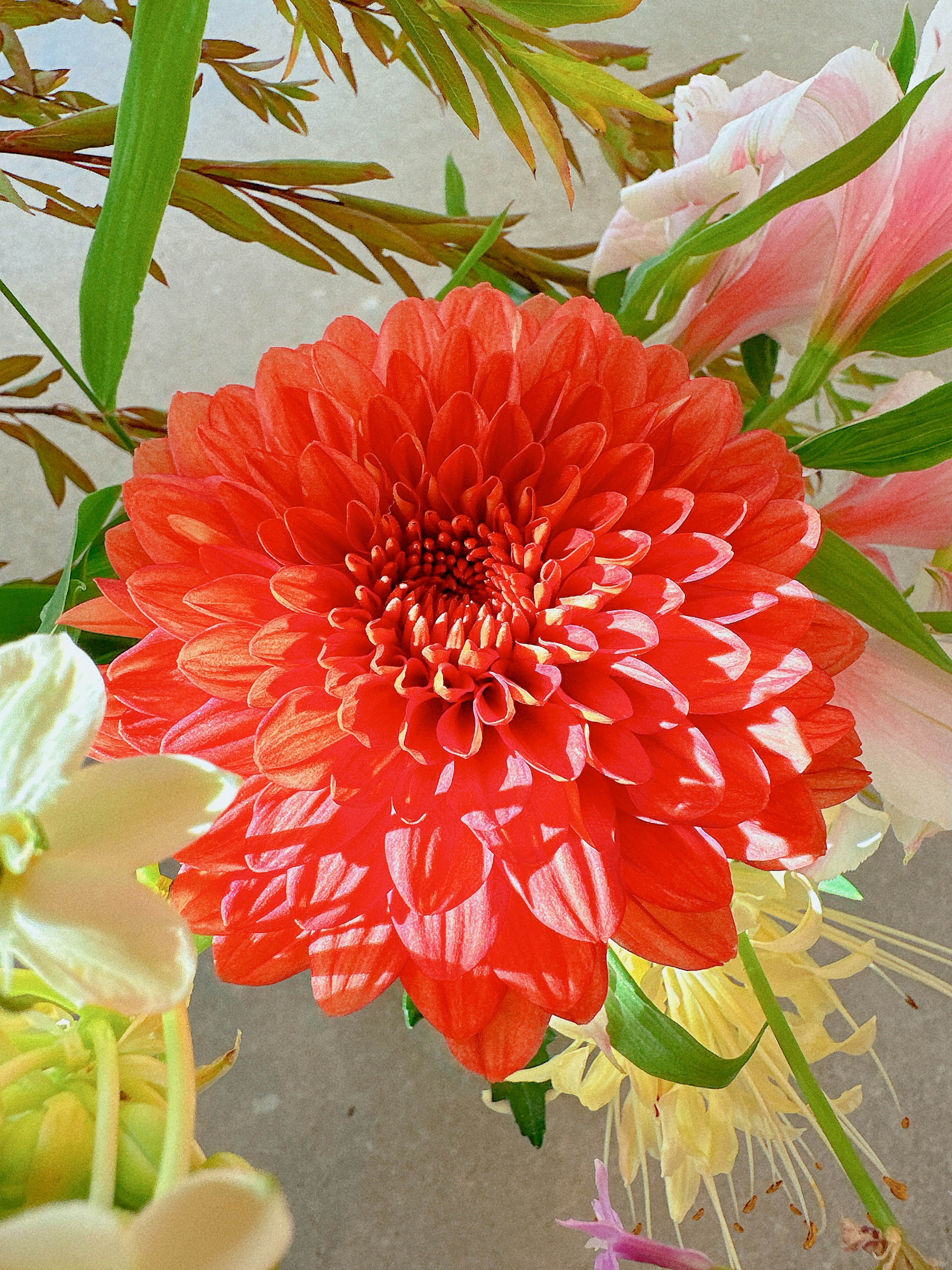 Lebendige orange Dahlienblüte umgeben von verschiedenen Blumen