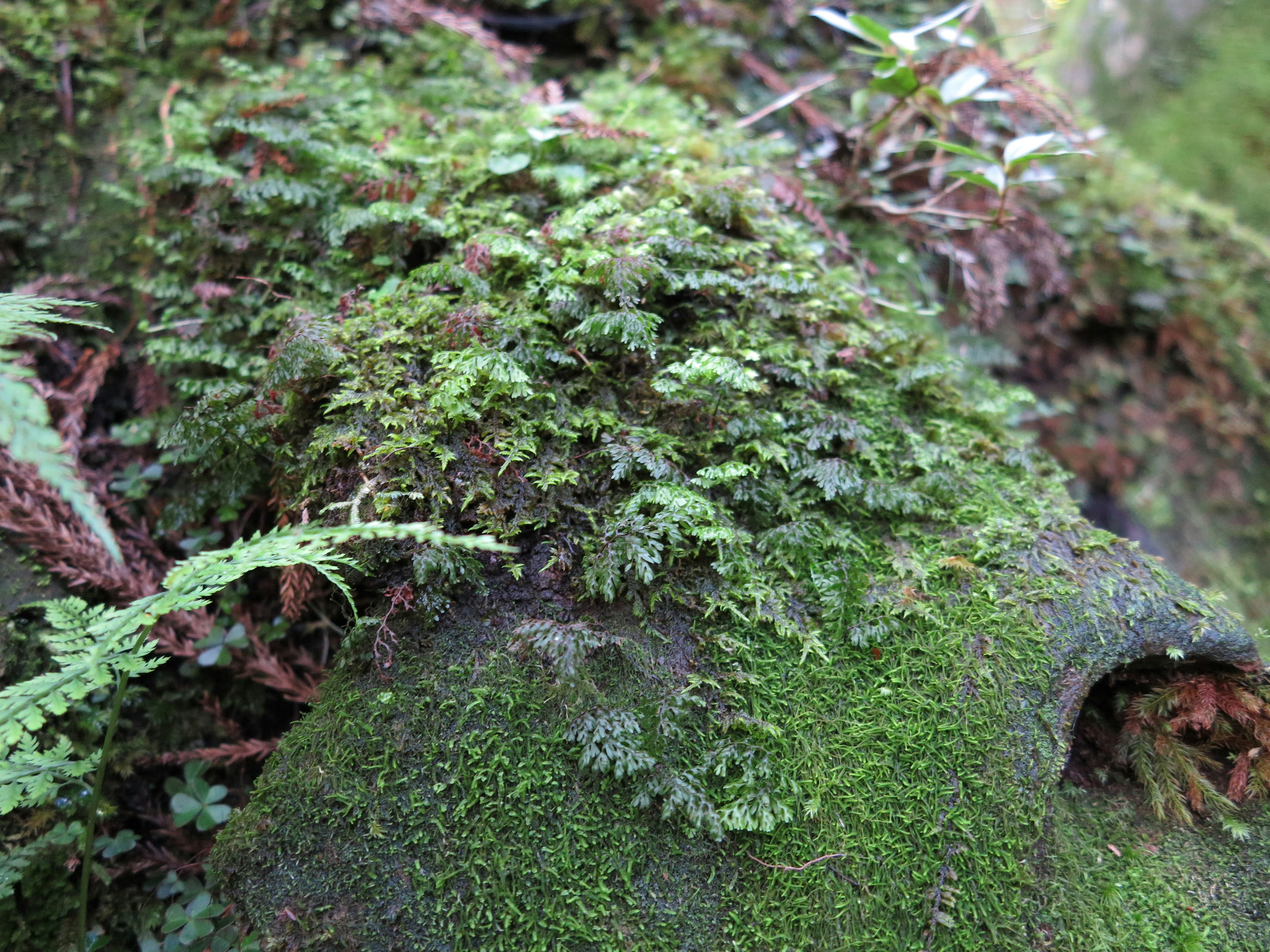 Gros plan sur une roche recouverte de mousse et de fougères