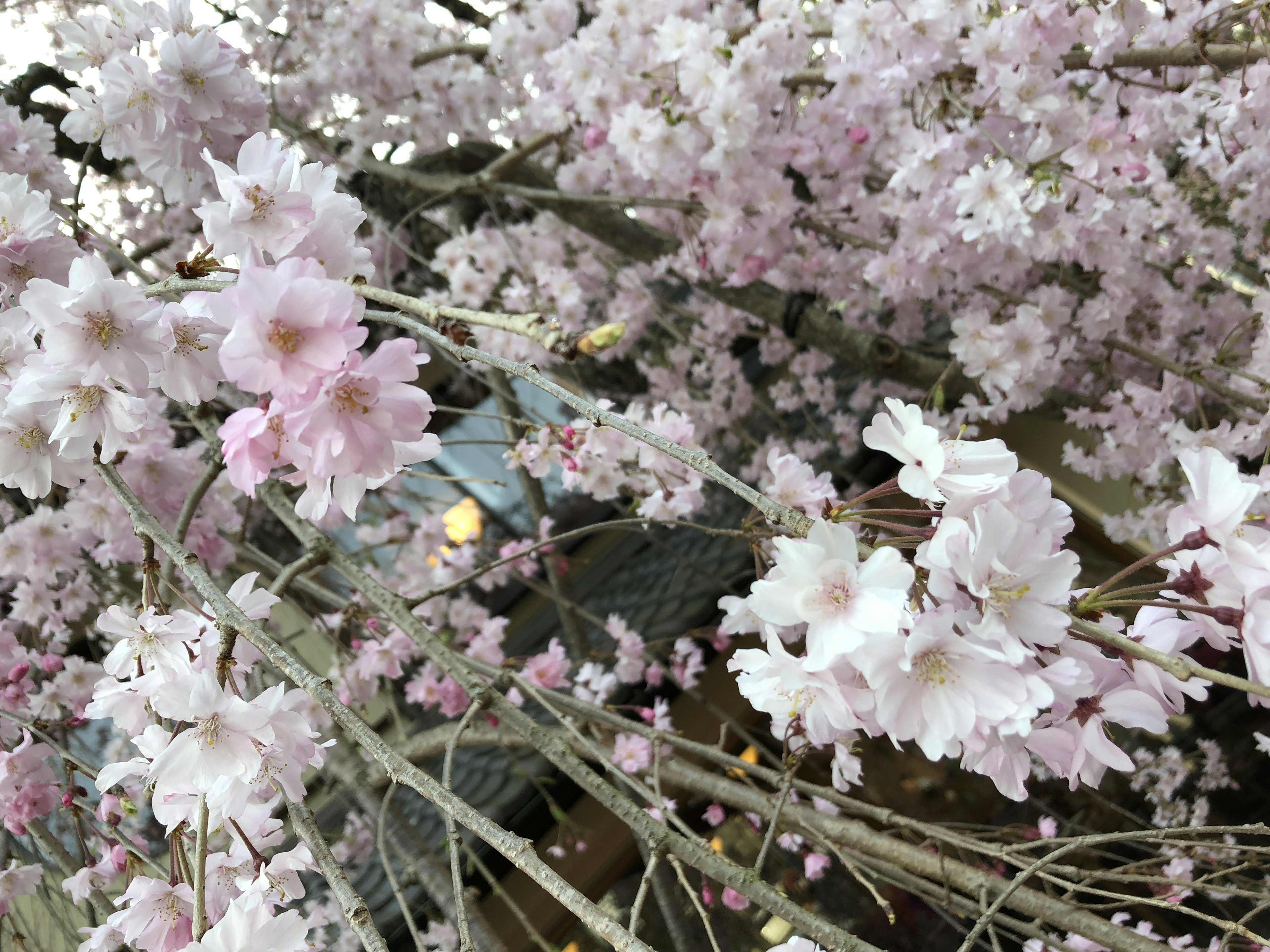 Flores de cerezo en plena floración con delicadas flores rosas y blancas