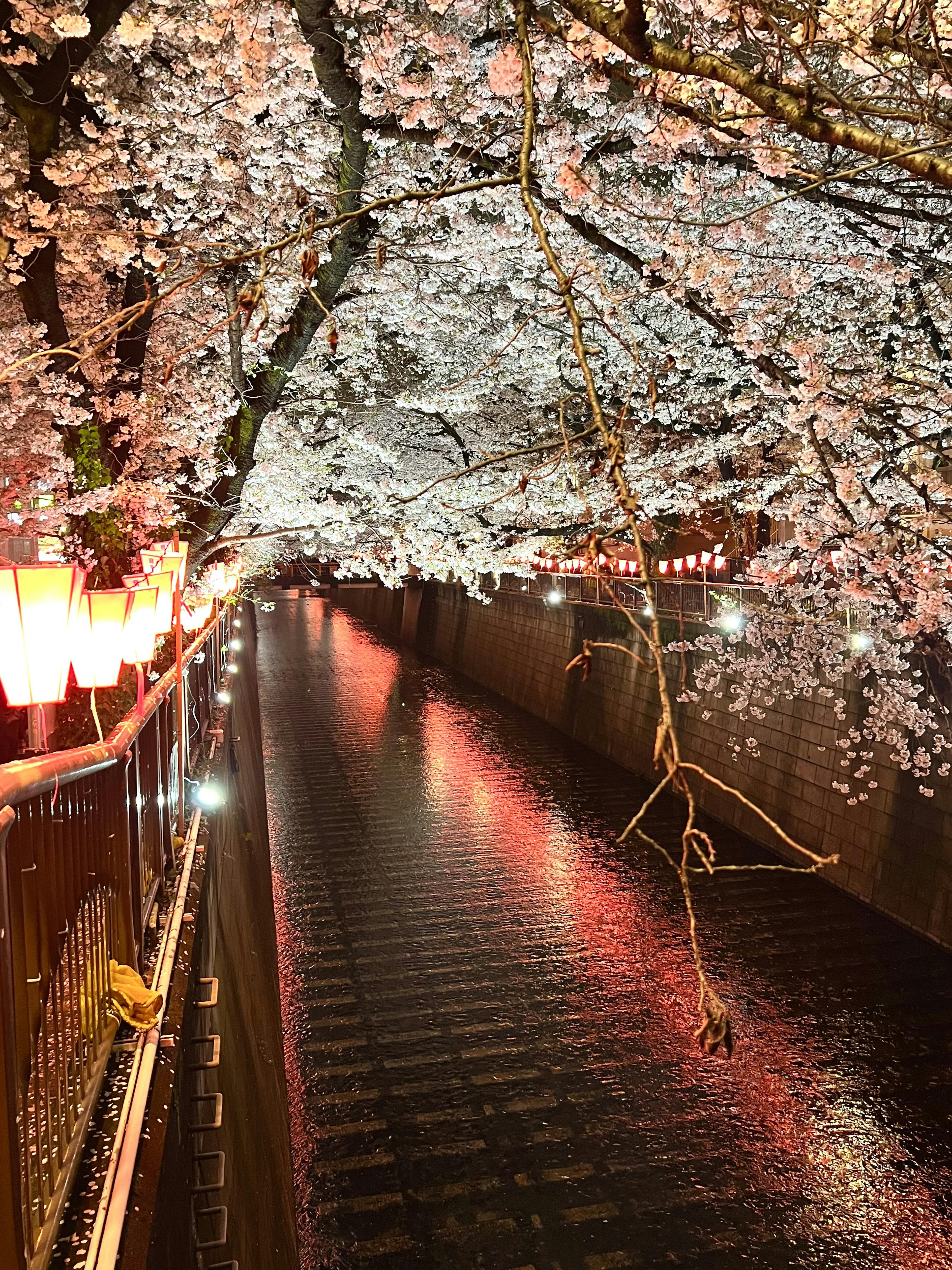 夜桜の下、川が流れる光景に提灯が並ぶ