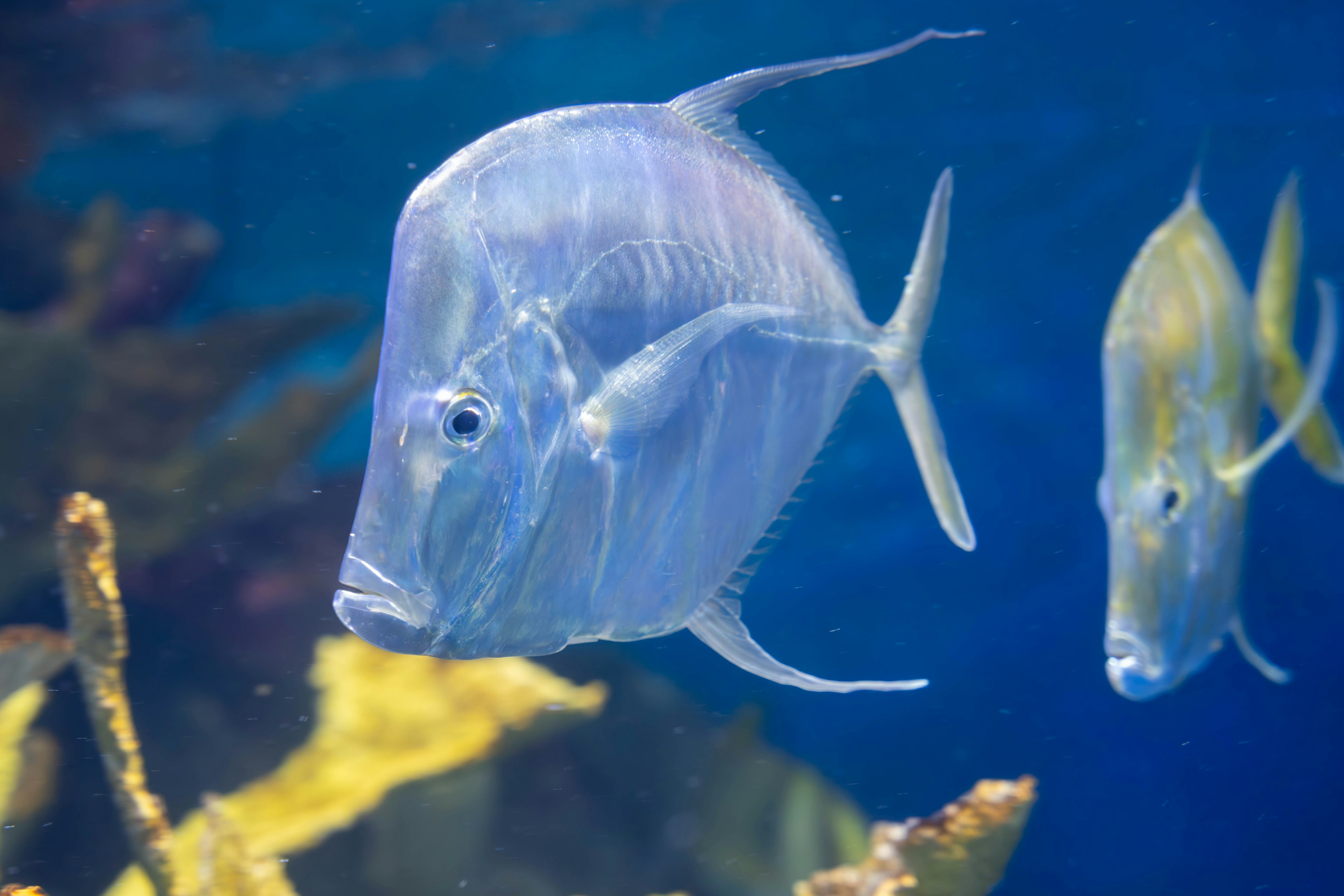 Ikan transparan berenang di air biru