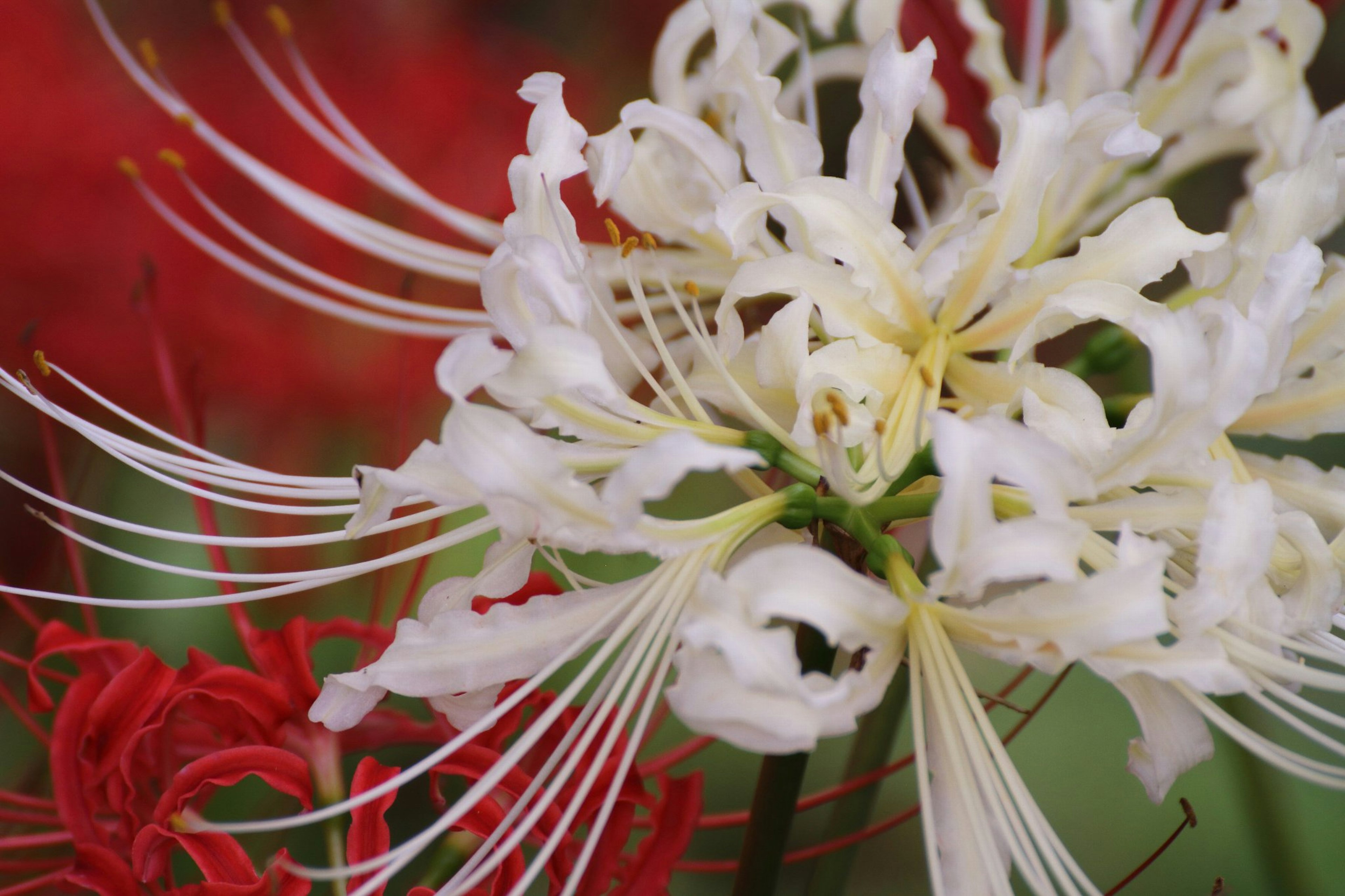 Nahaufnahme einer weißen Blume mit langen Blütenblättern umgeben von roten Blumen