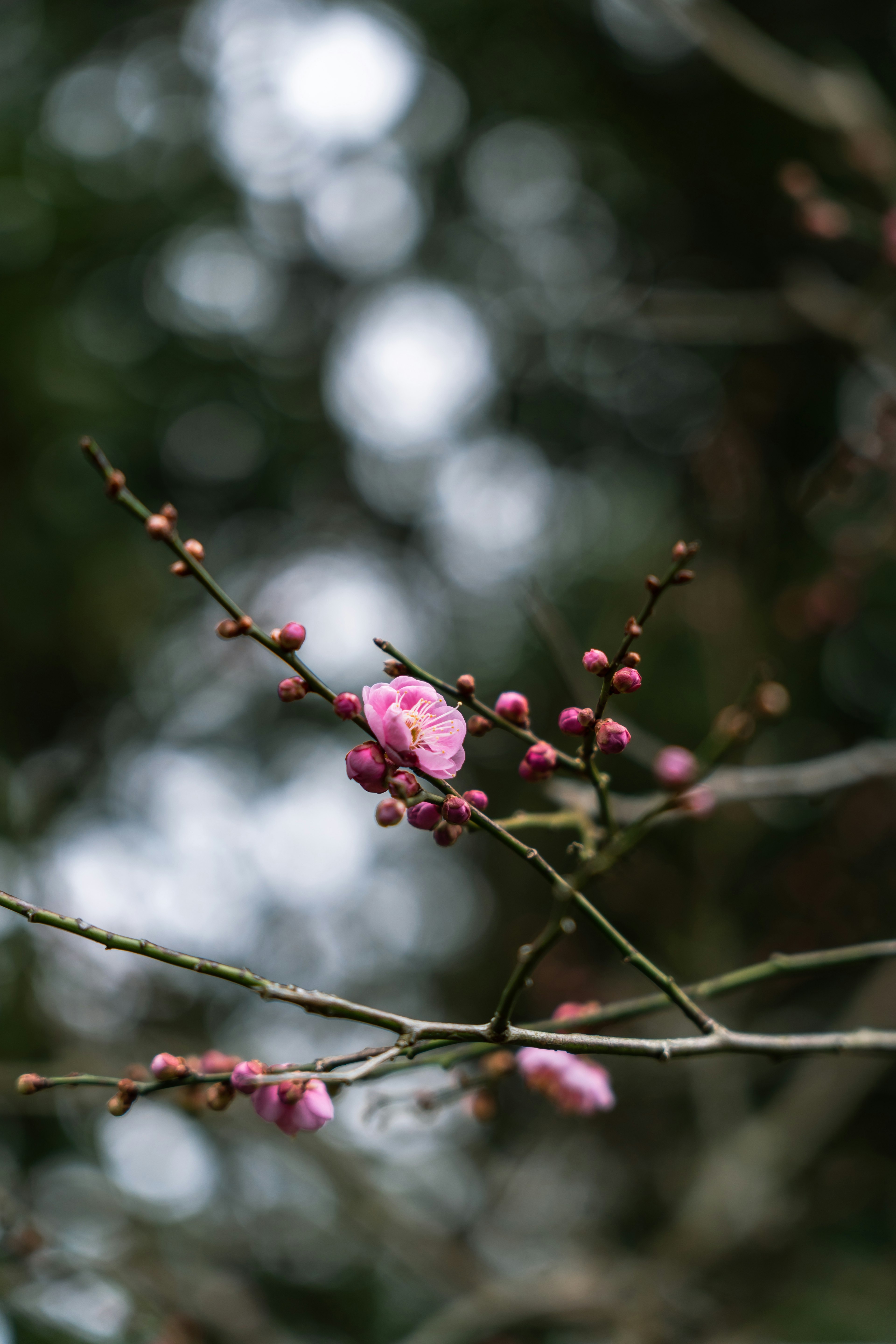 薄いピンクの花とつぼみがある枝のクローズアップ