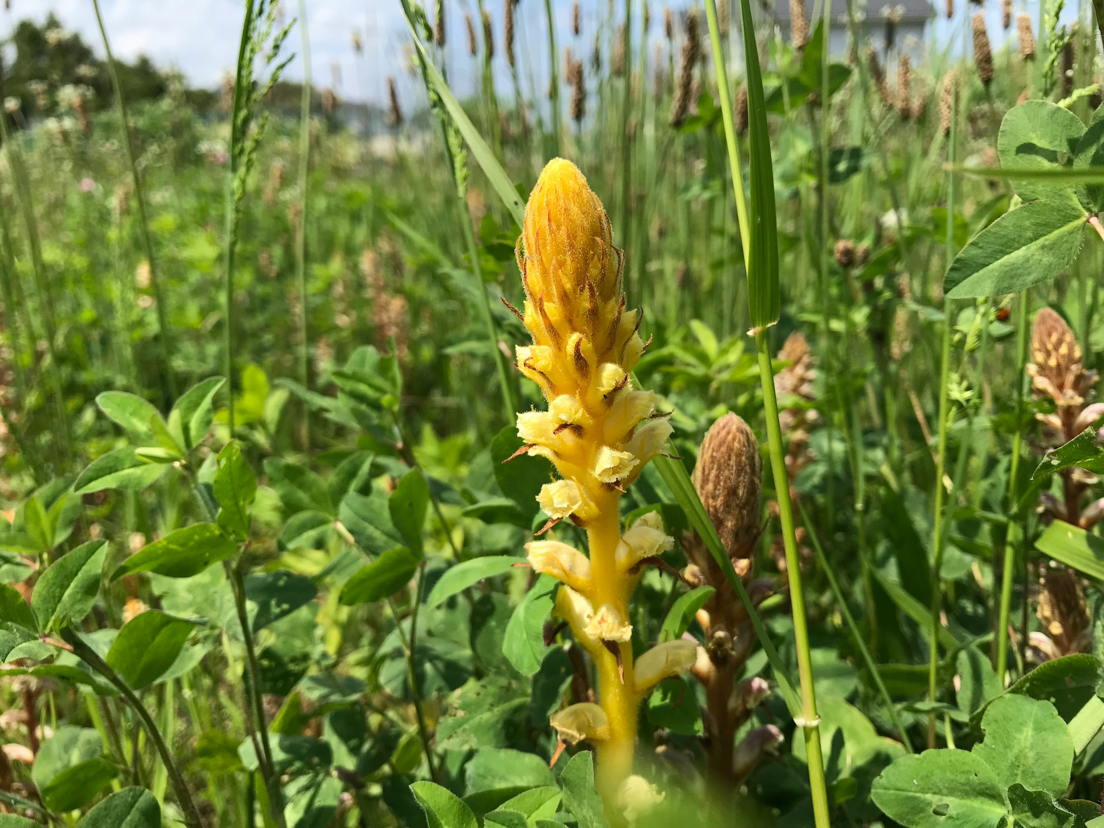 Gelbe Blütenrispe im grünen Gras