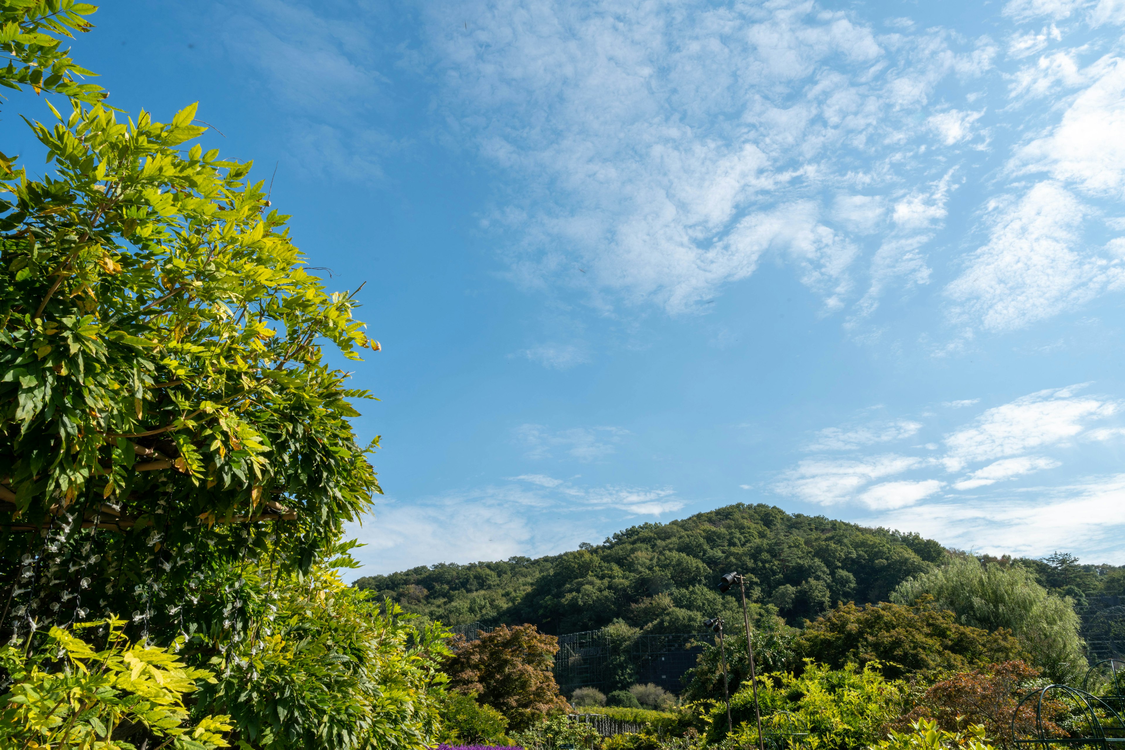 蓝天和郁郁葱葱的绿色山丘上方的风景，色彩斑斓的树木