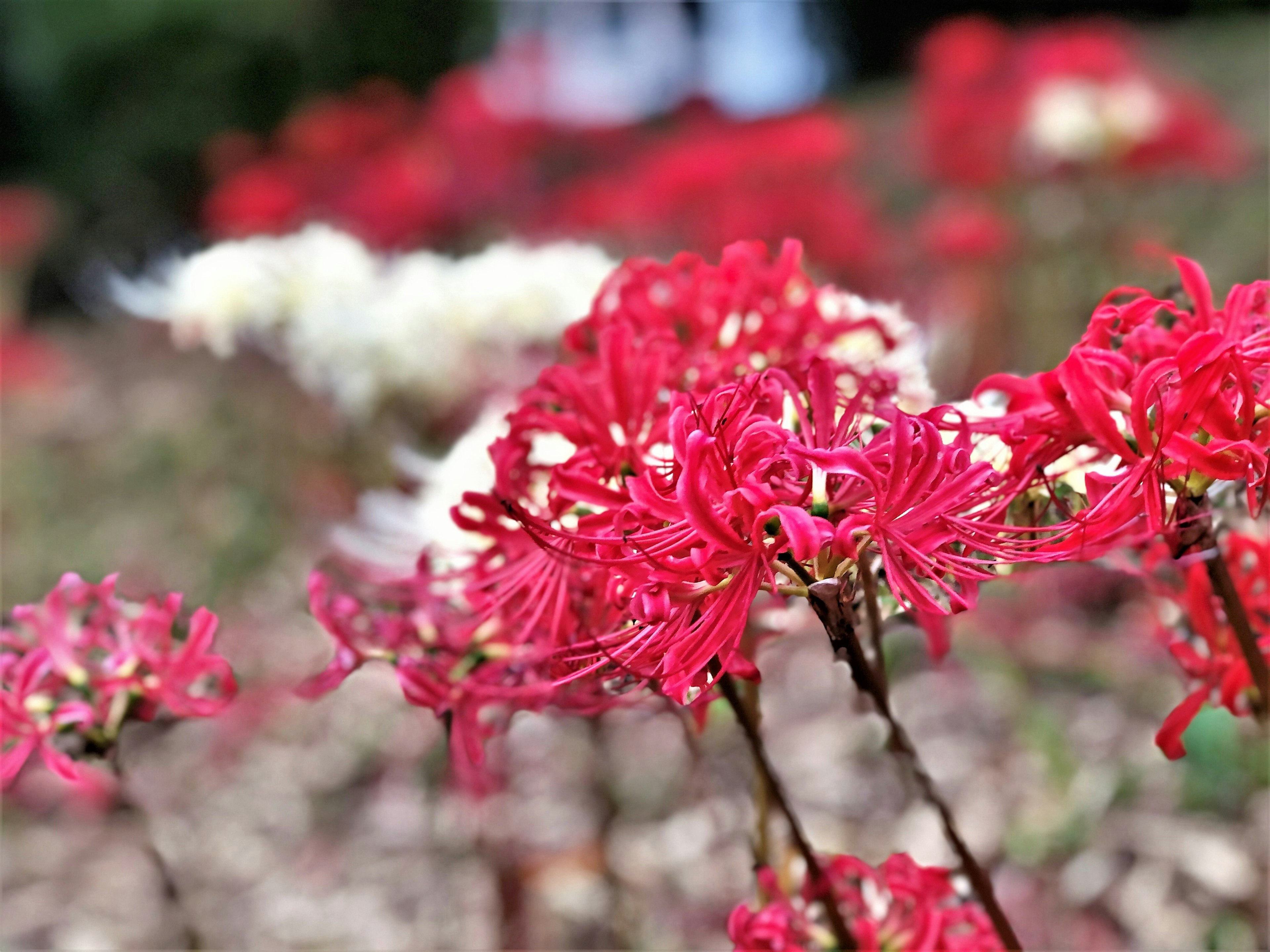 Rote Spinnenblumen blühen mit weißen Blumen im Hintergrund