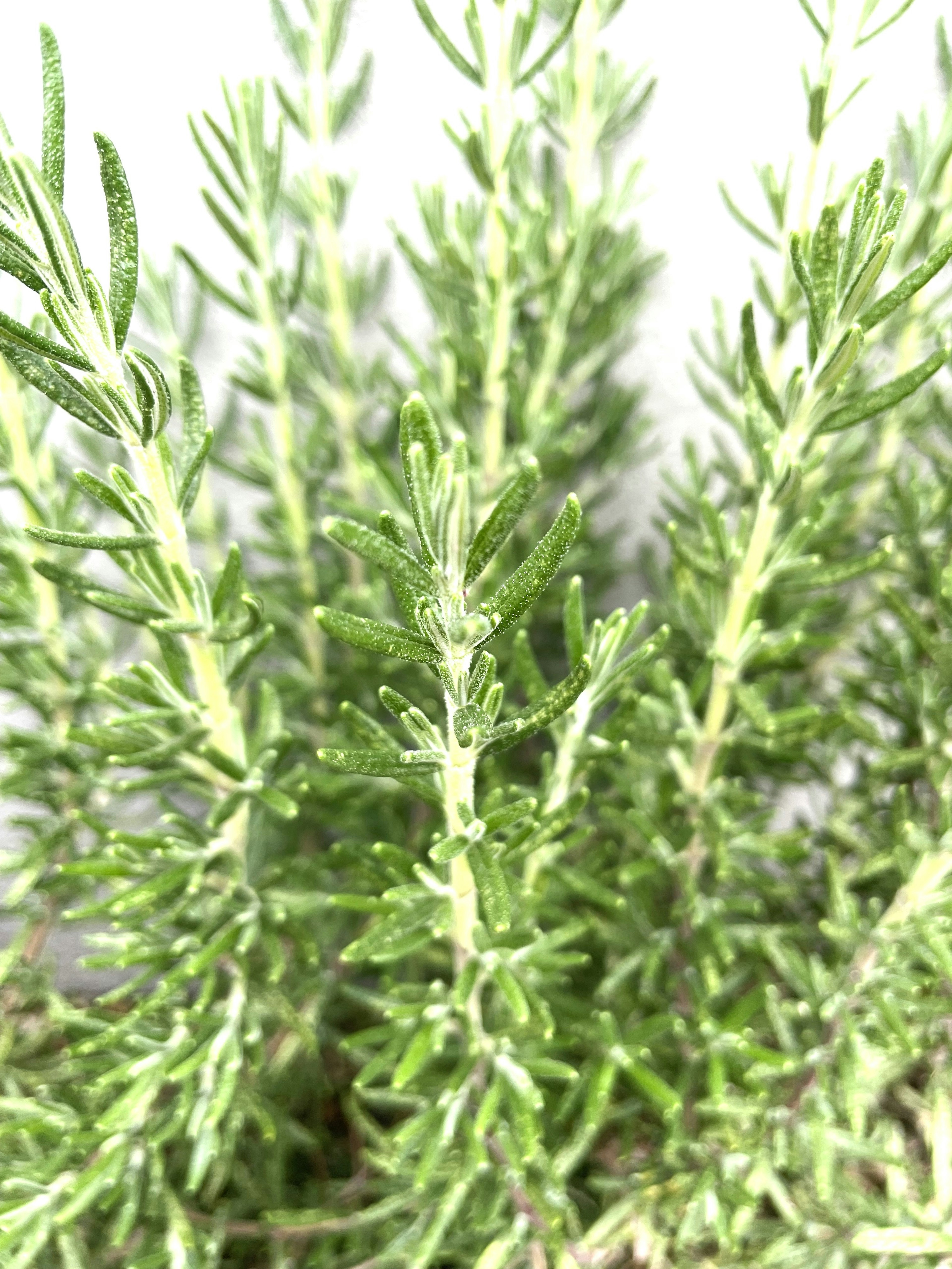 Kedekatan daun rosemary hijau cerah yang terkelompok rapat