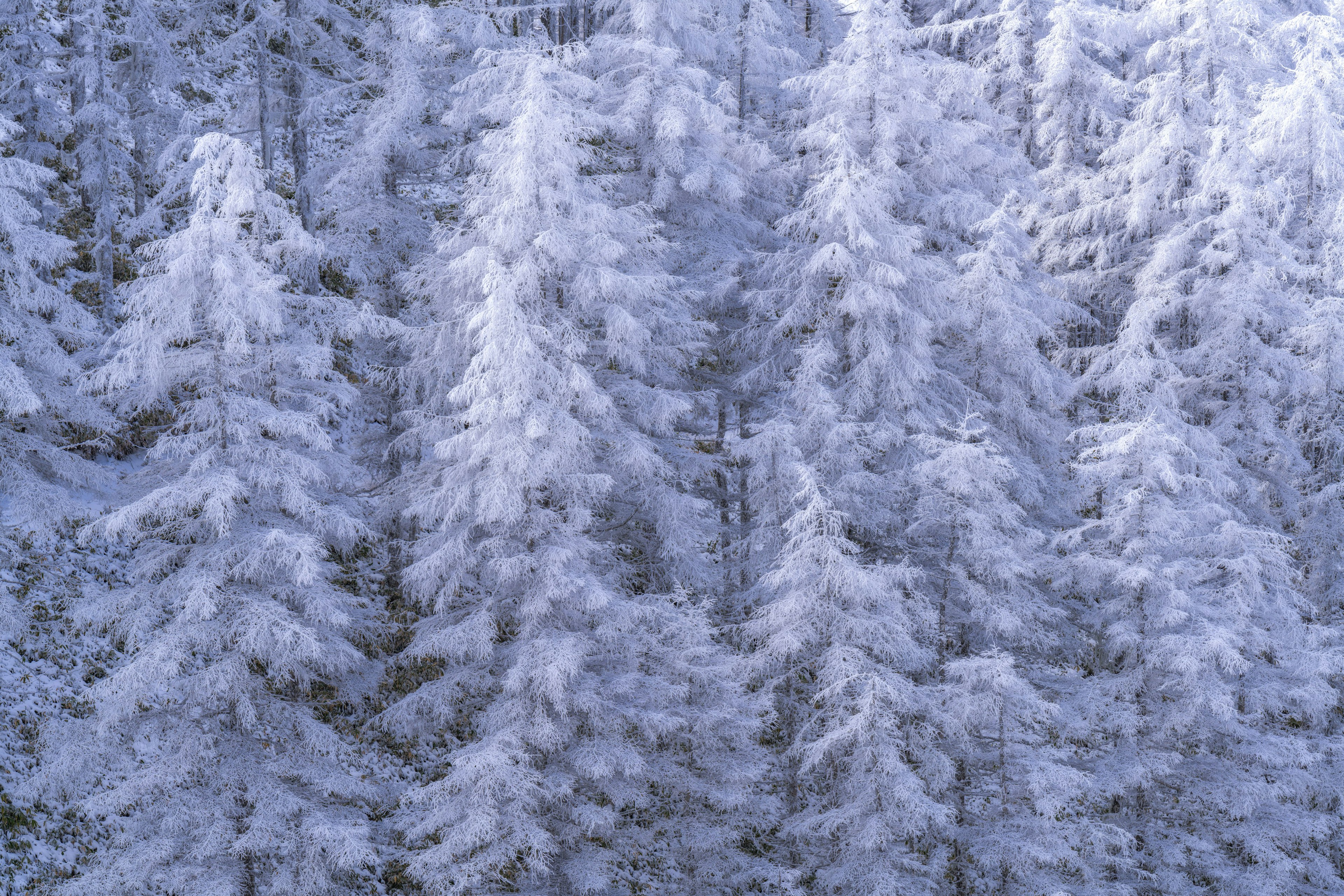 Un gruppo di alberi coperti di neve