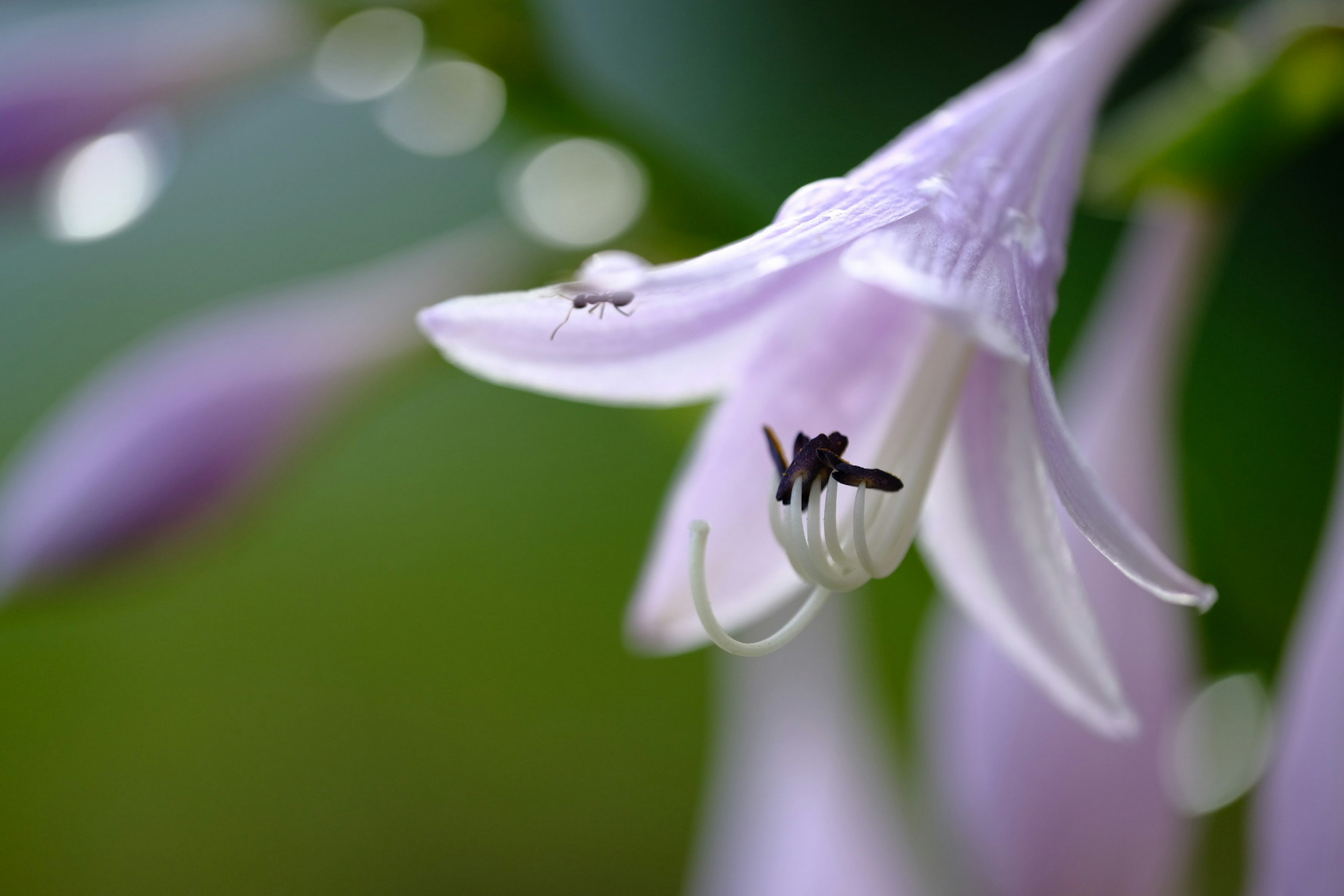 Gros plan d'une fleur violette claire avec un petit insecte posé dessus