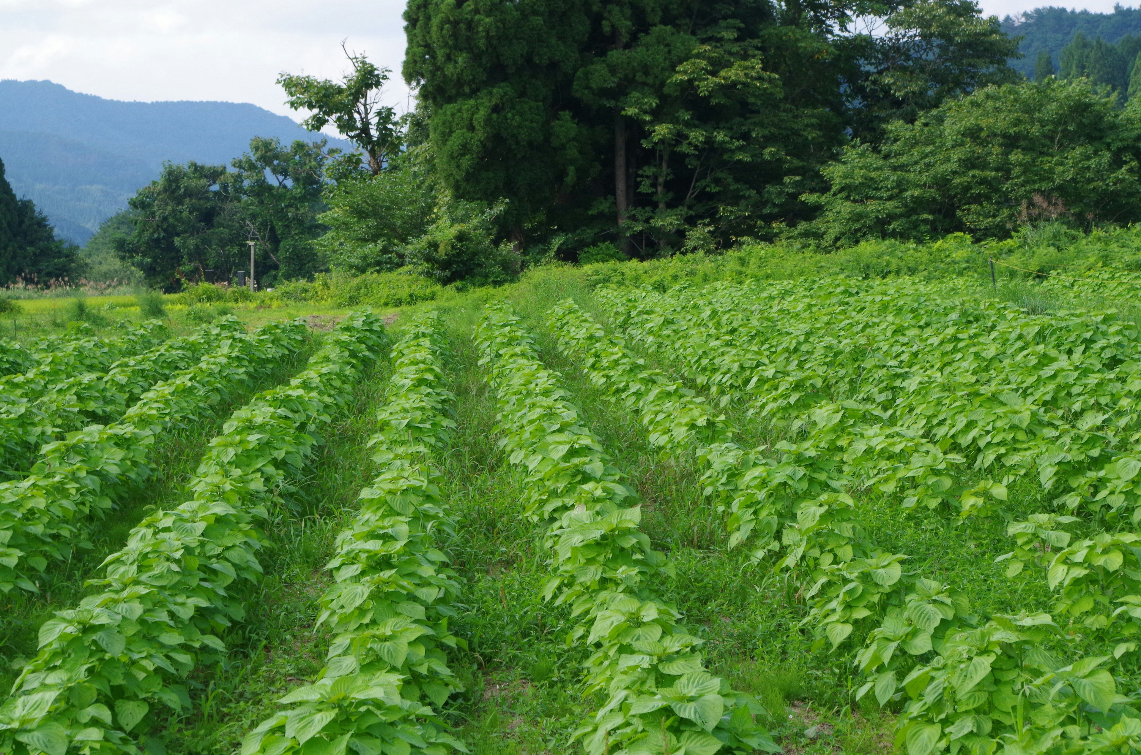 Lush green field with rows of crops and mountains in the background