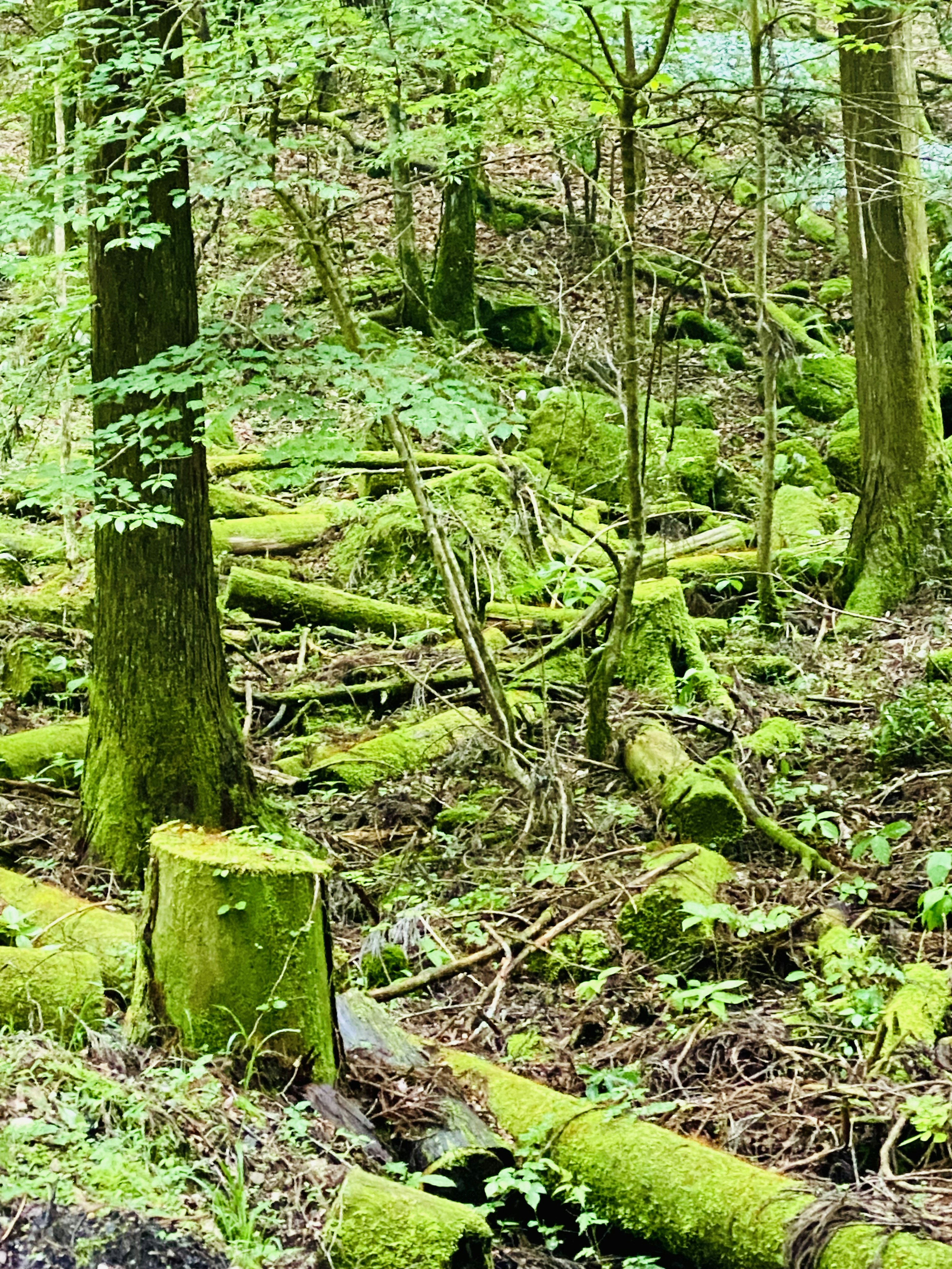 Waldszene mit moosbedeckten Bäumen und Baumstümpfen